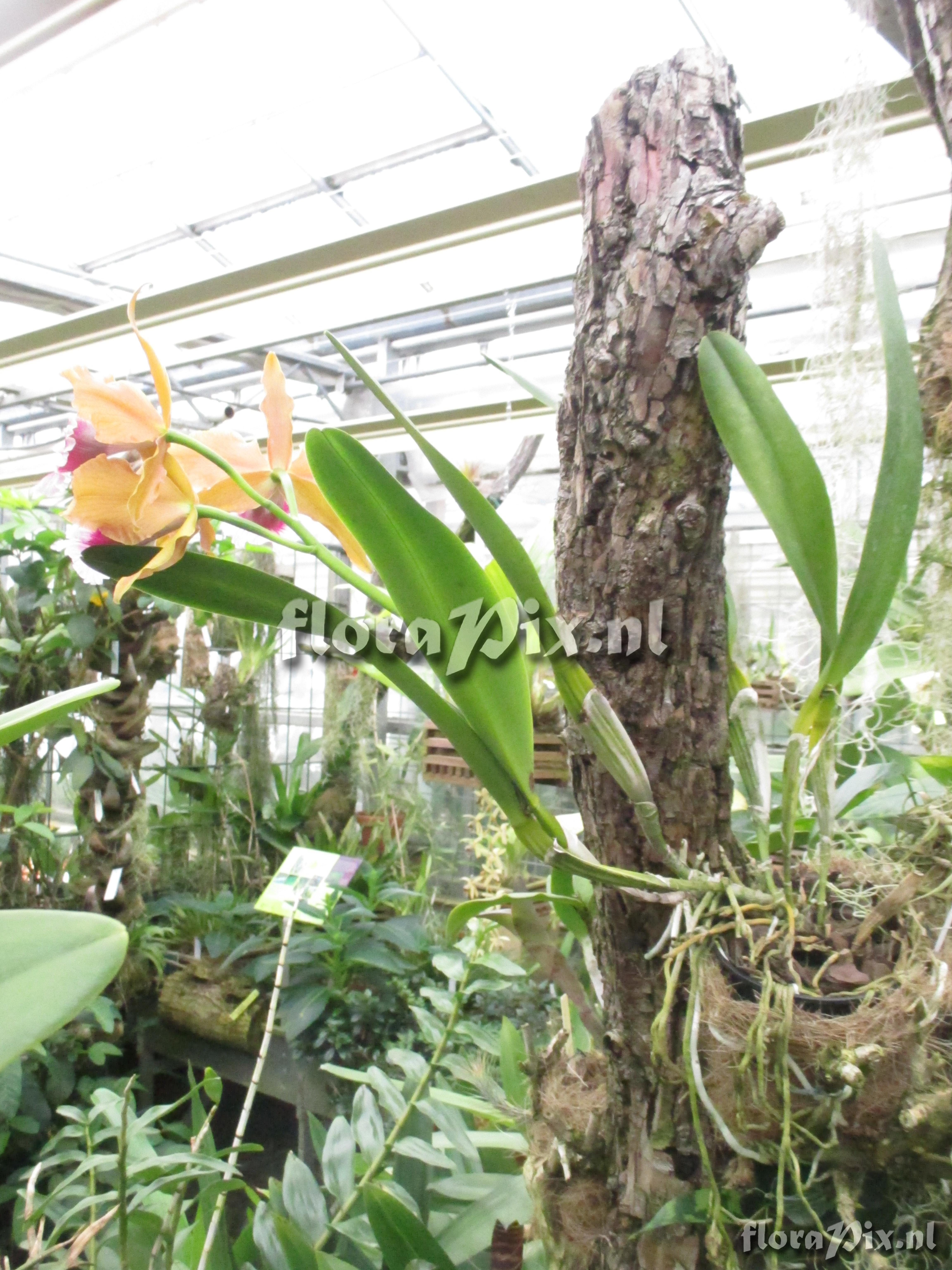 Cattleya tenebrae f aurea