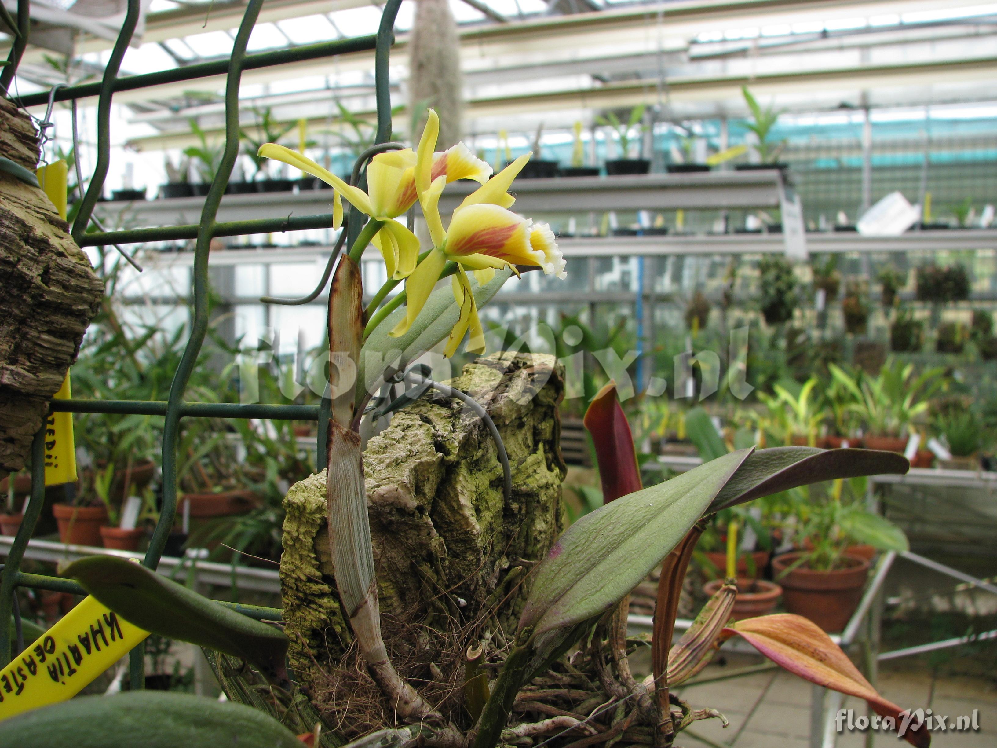 Cattleya luteola