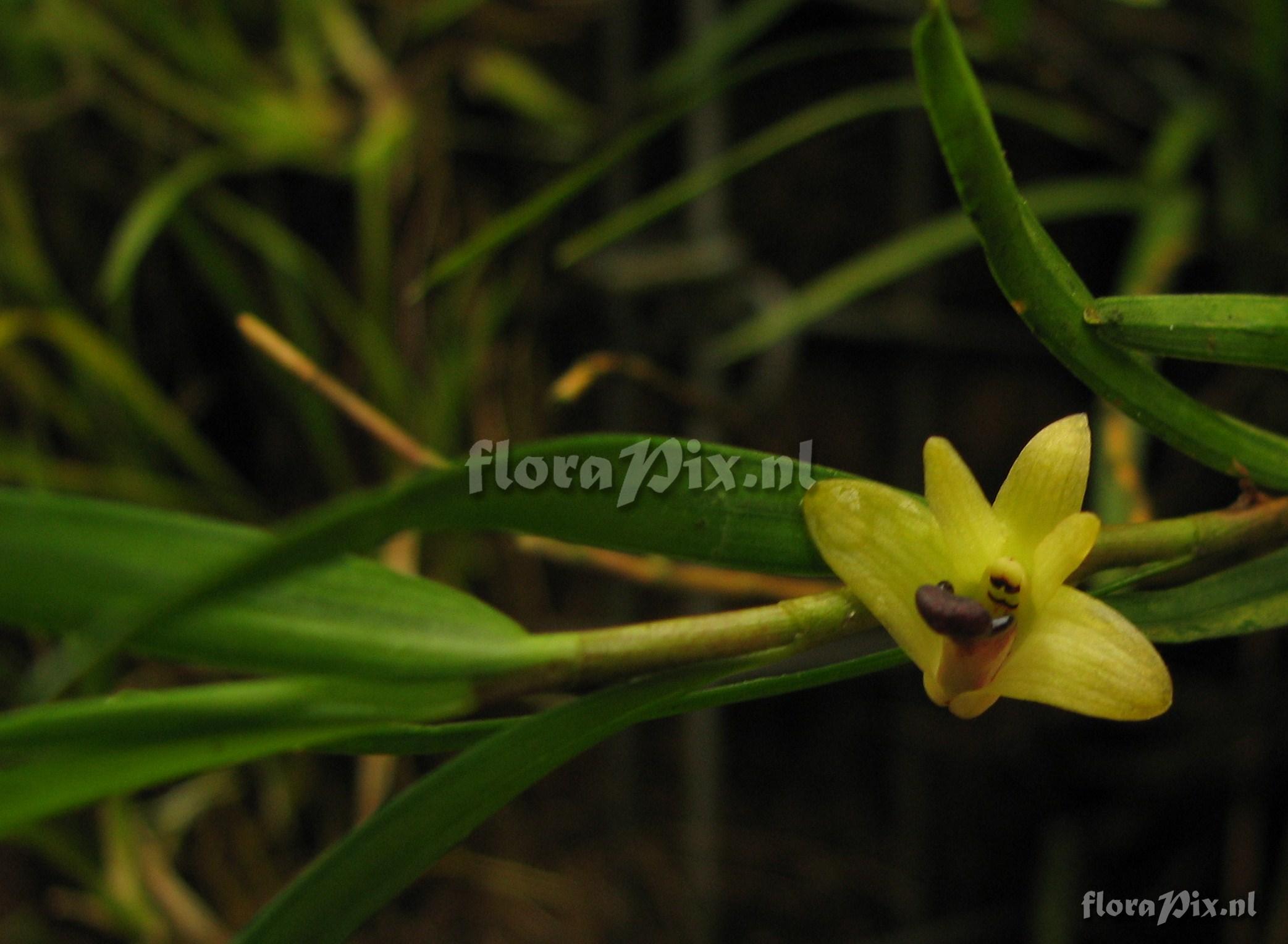 Dendrobium koordersii