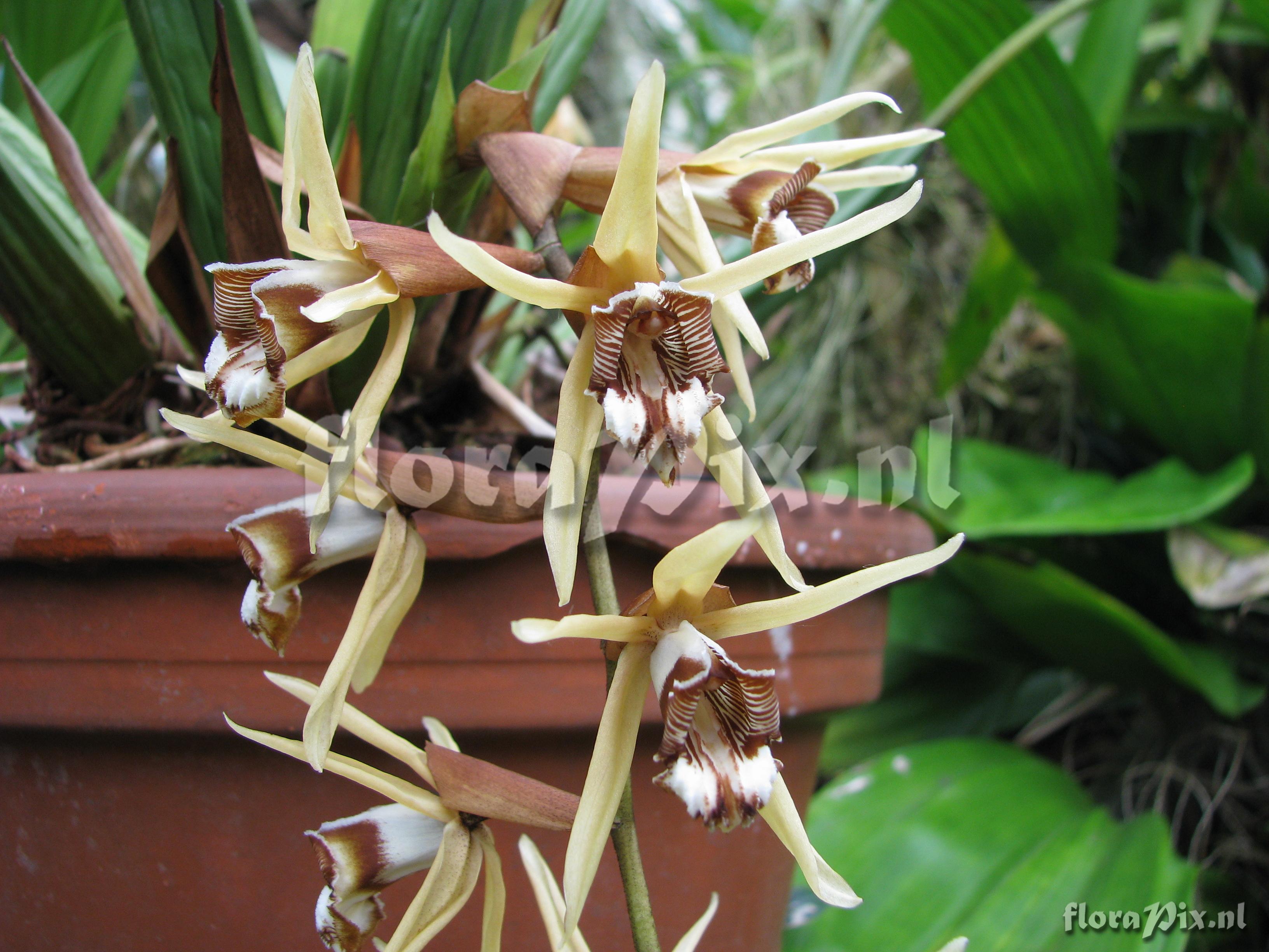 Coelogyne pulverula