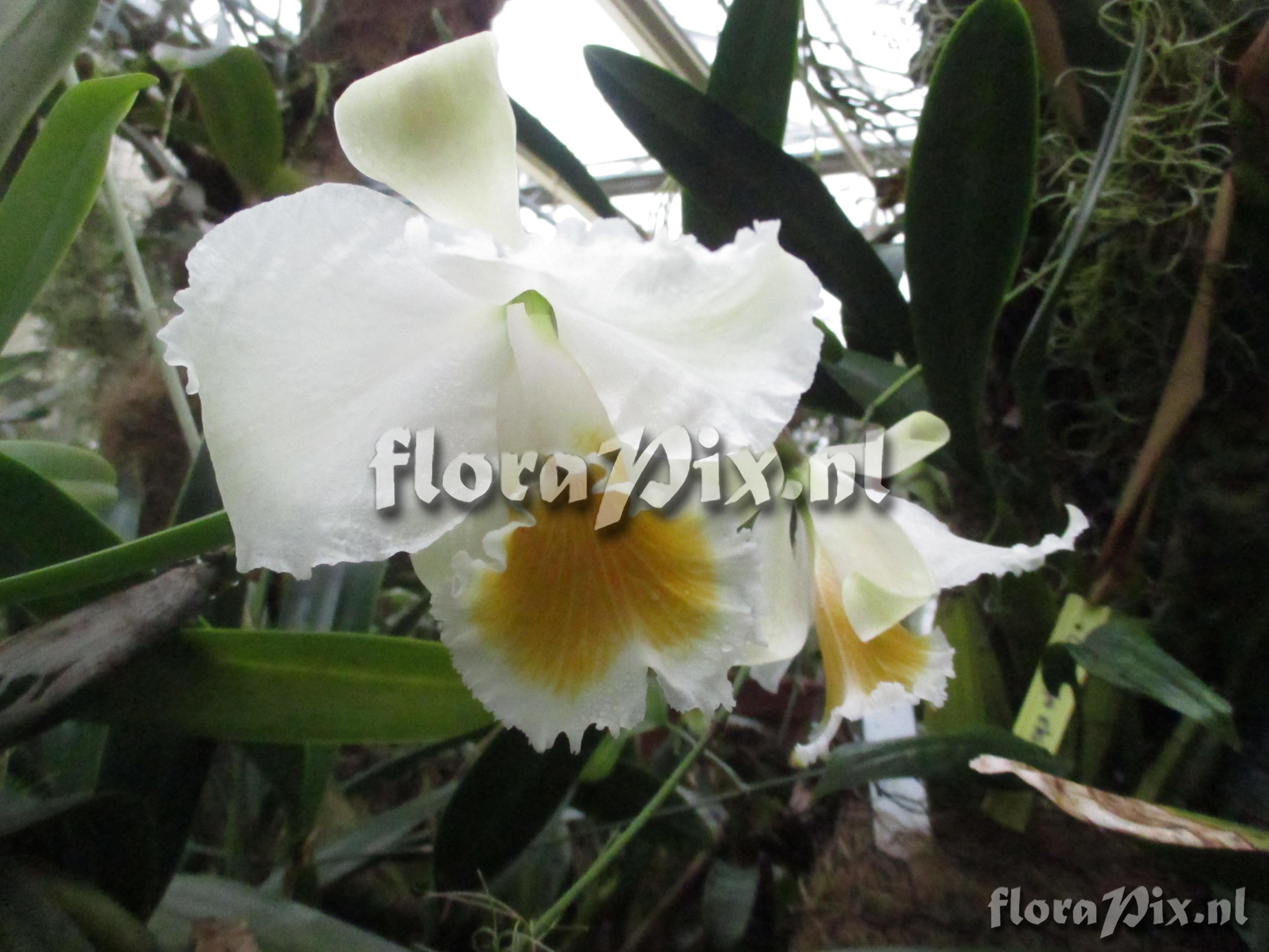 Cattleya schroederae