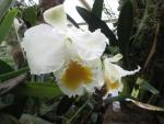 Cattleya schroederae