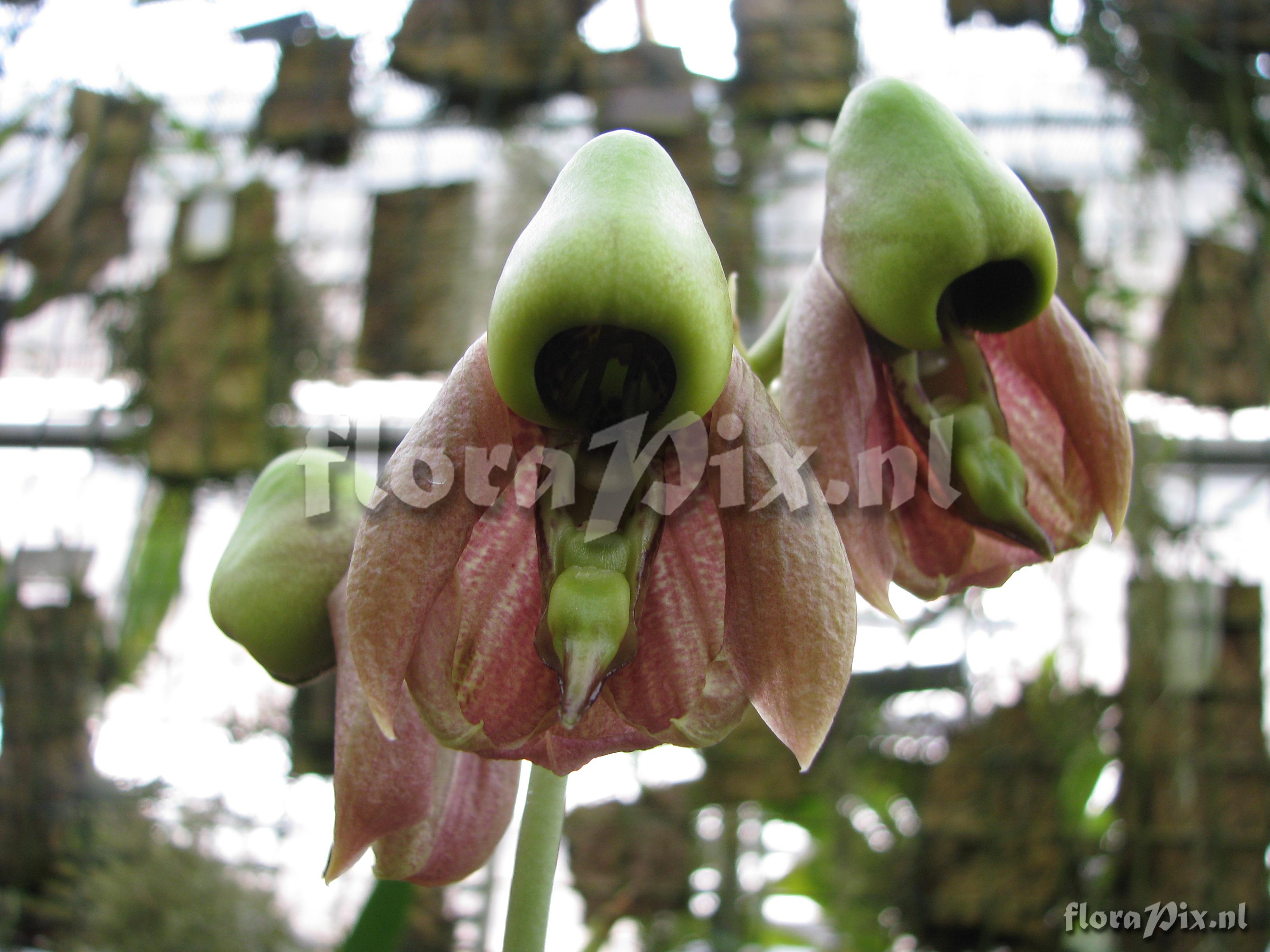 Catasetum cernuum