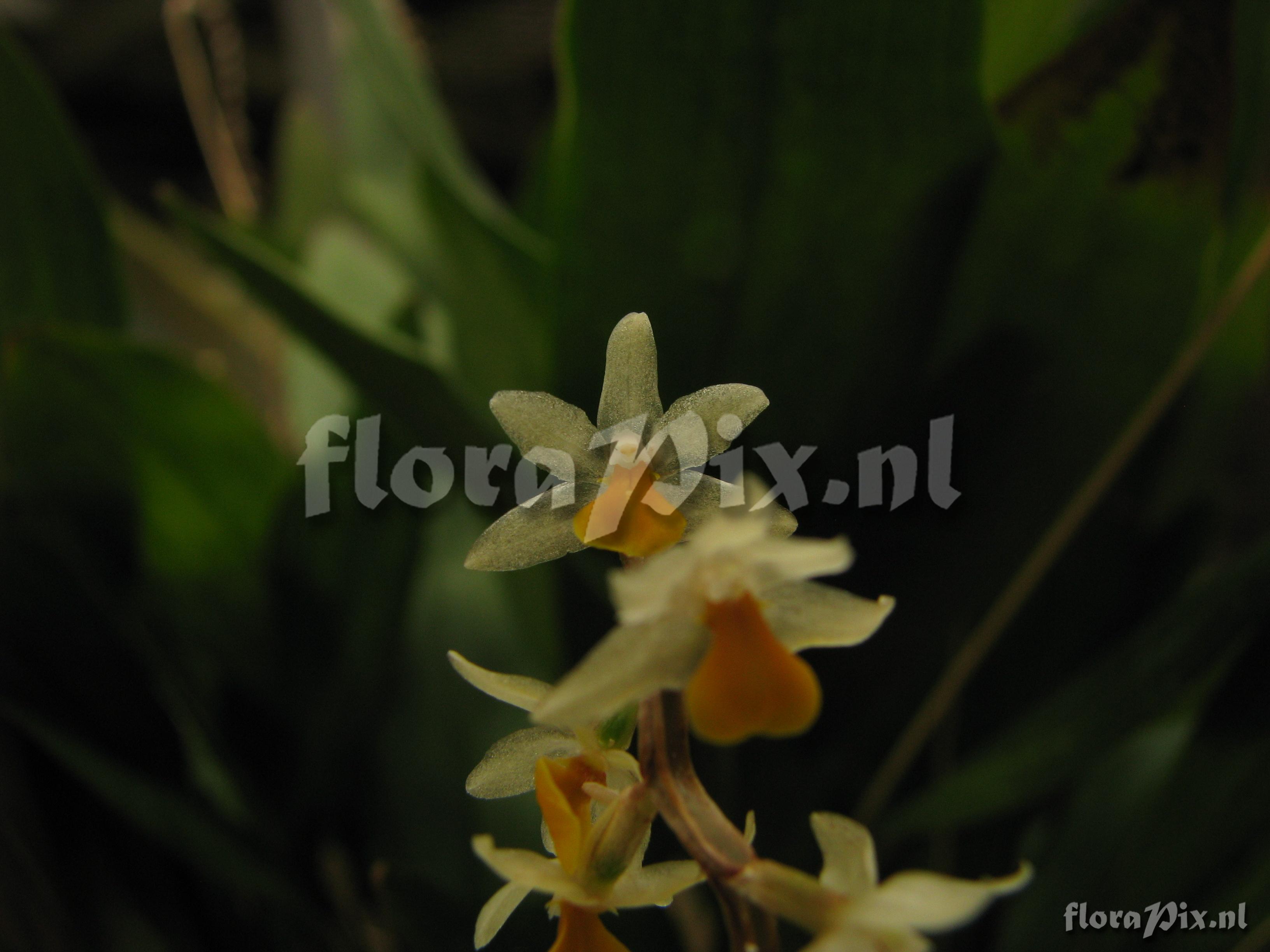 Dendrochilum cobbianum