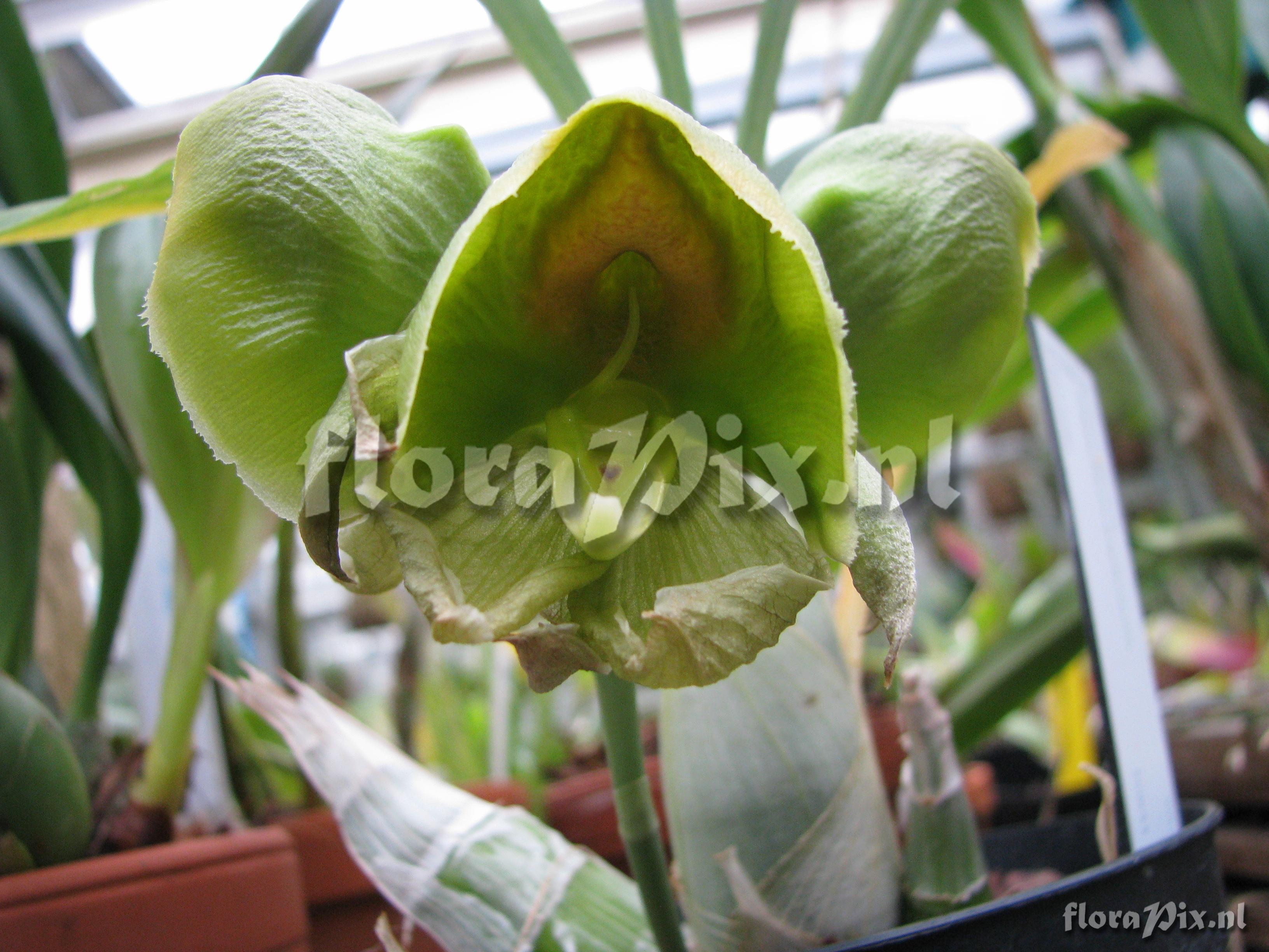 Catasetum expansum