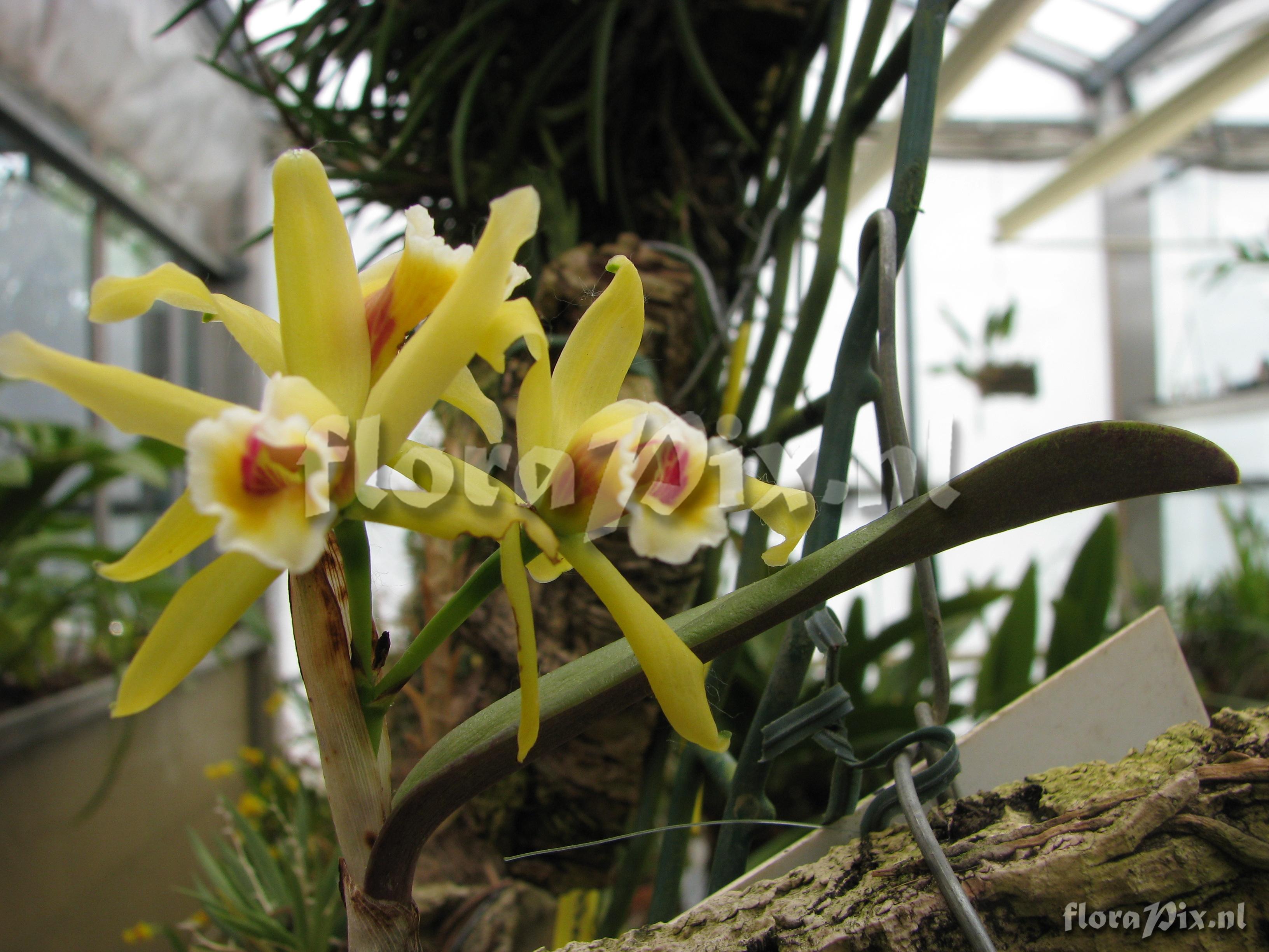 Cattleya luteola