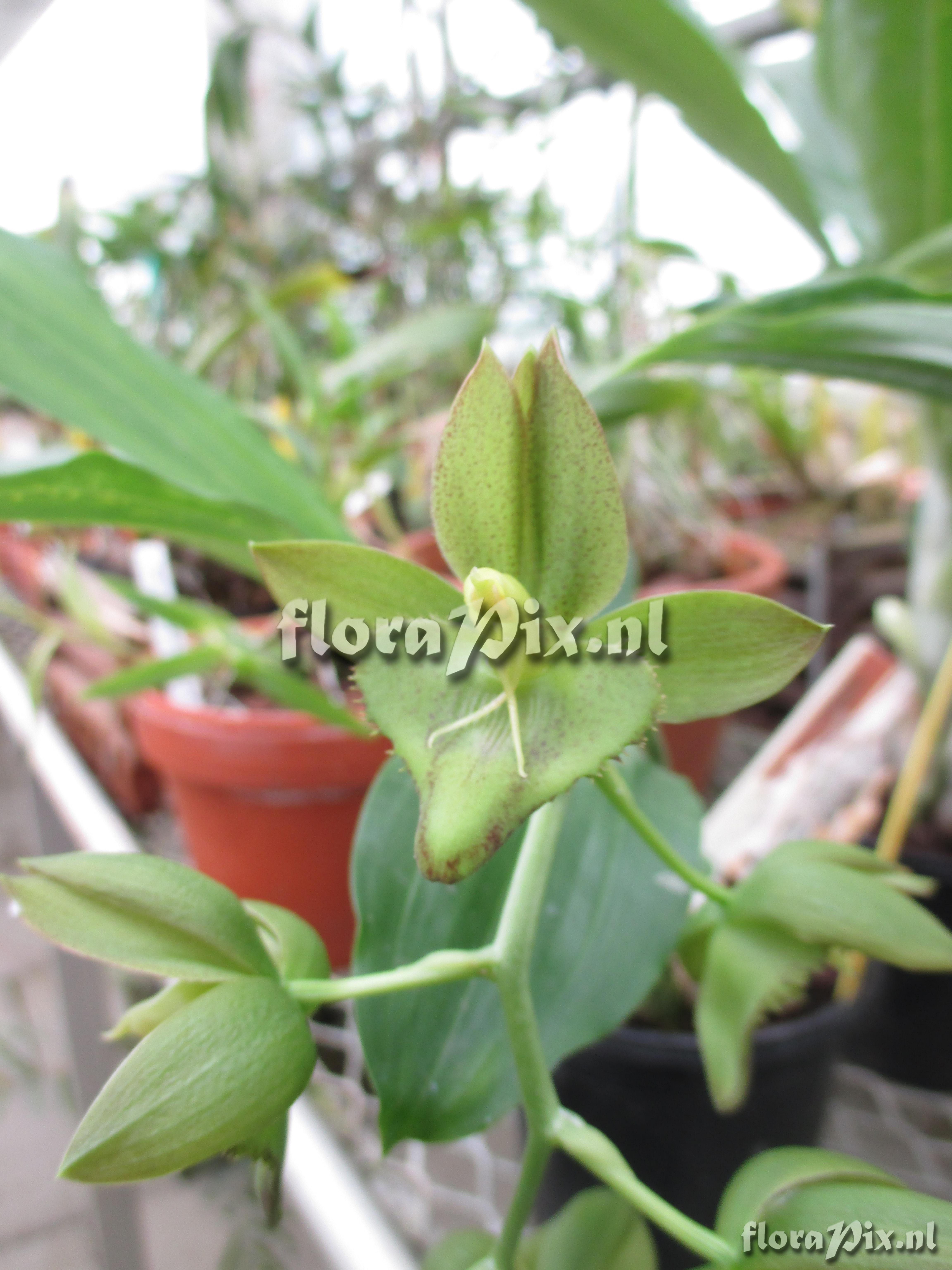 Catasetum spitzii