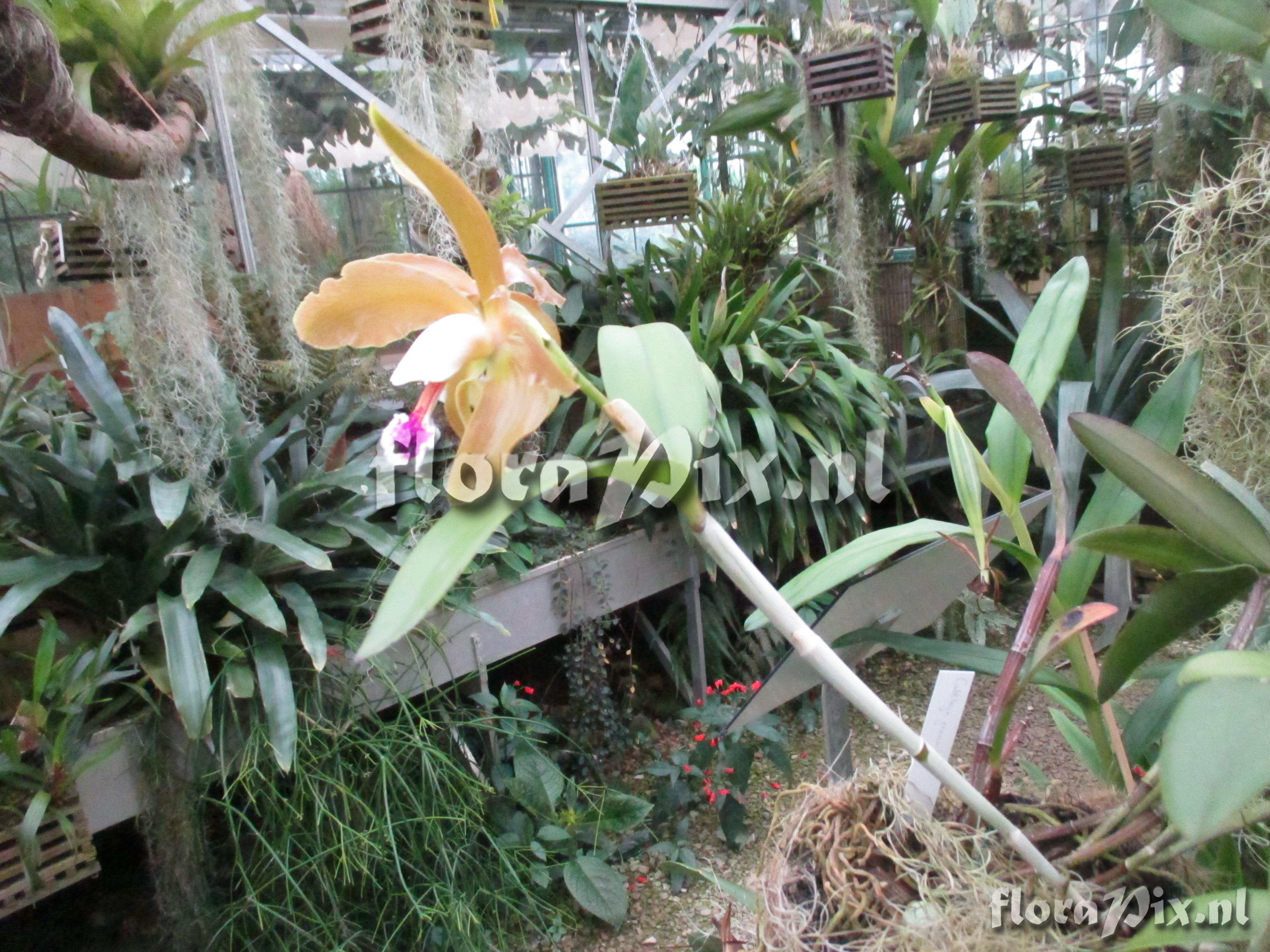 Cattleya granulosa