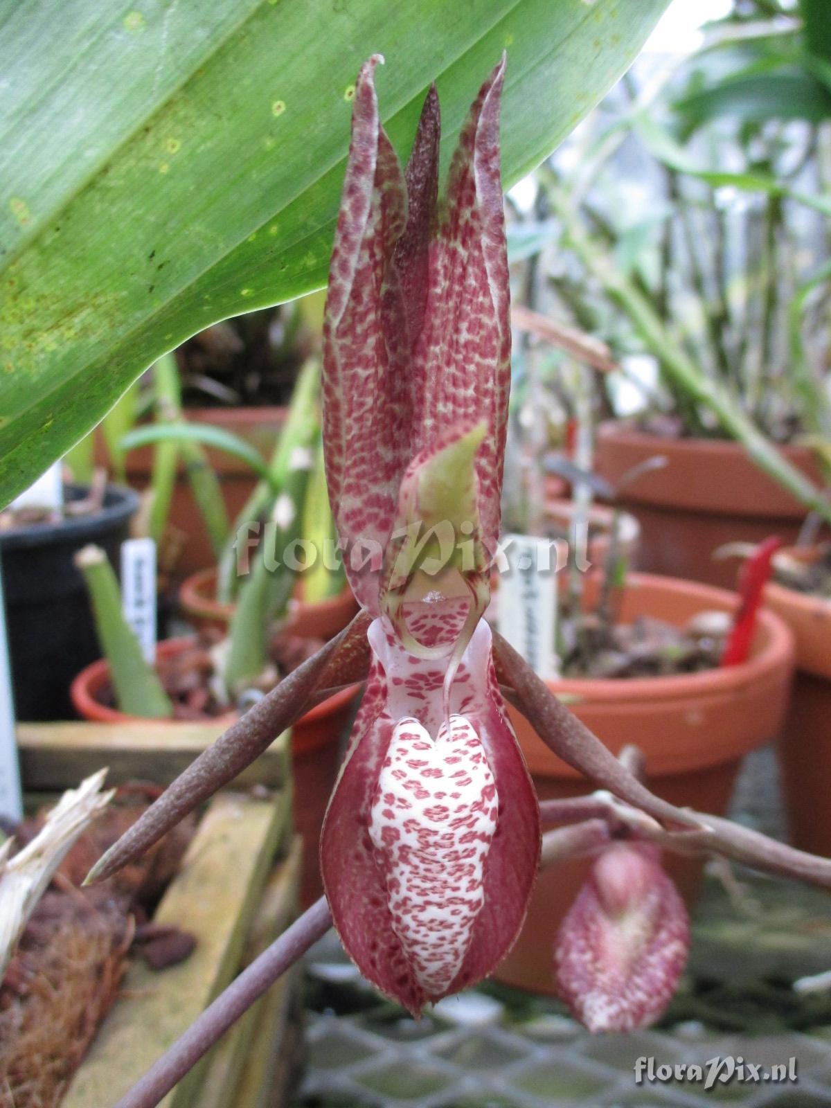 Catasetum tabulare