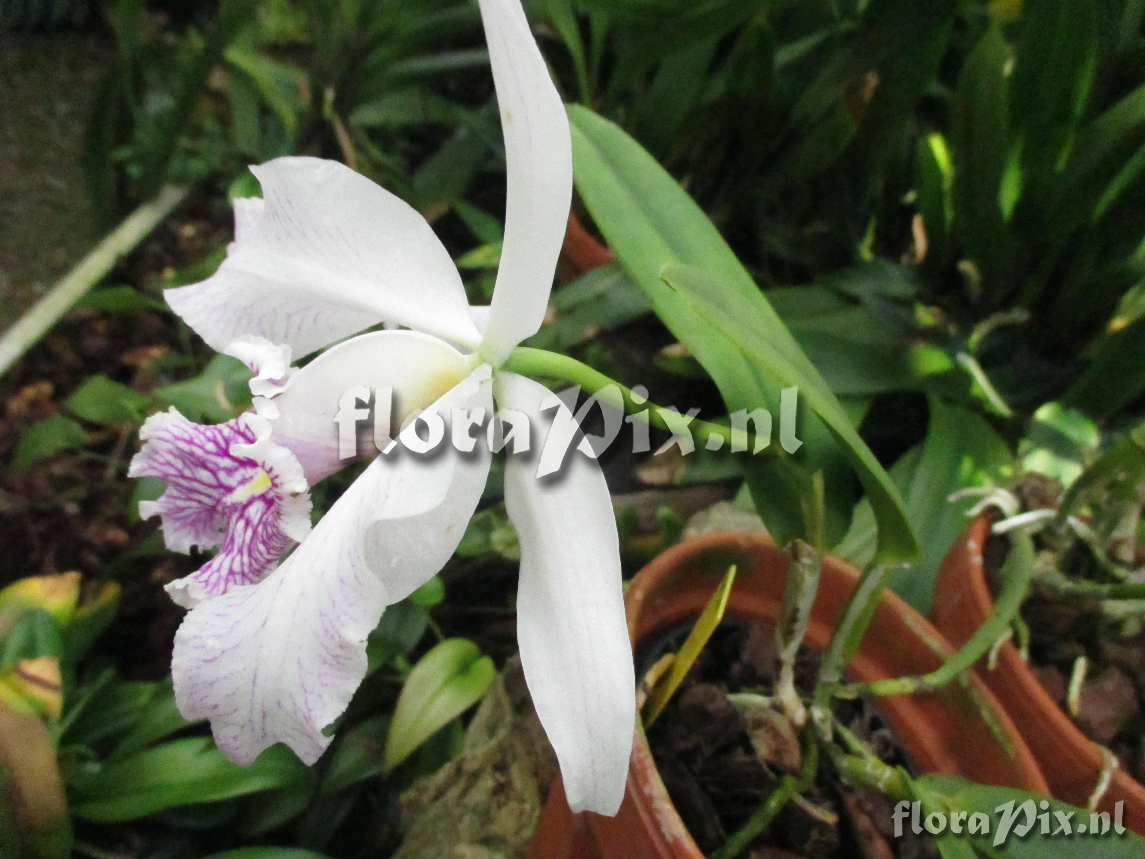 Cattleya maxima