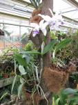 Cattleya intermedia fma coerulea