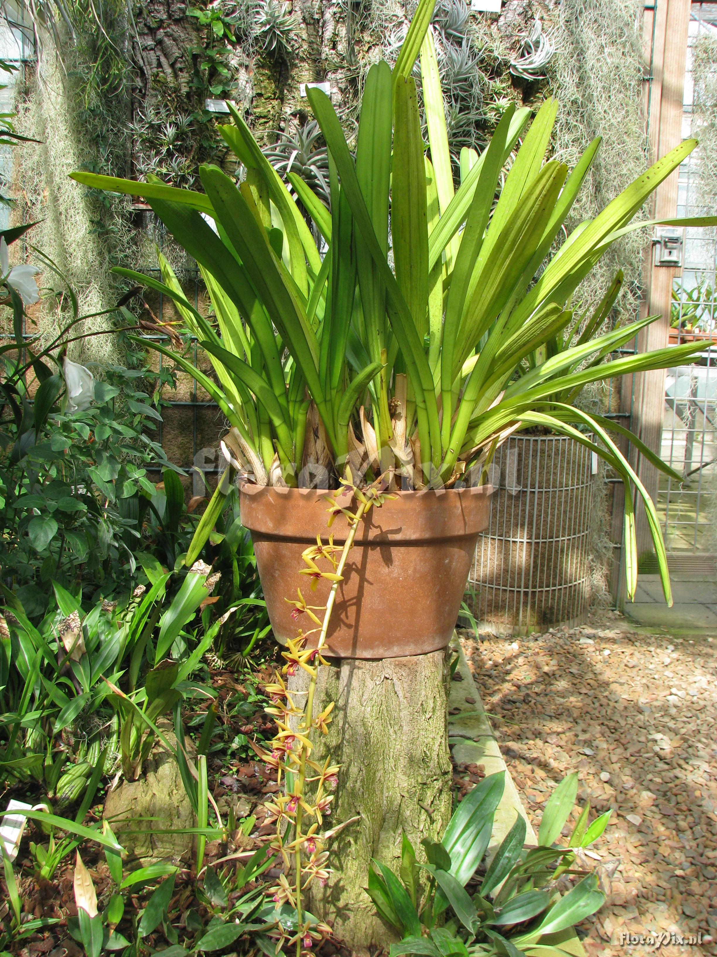 Cymbidium filansianum