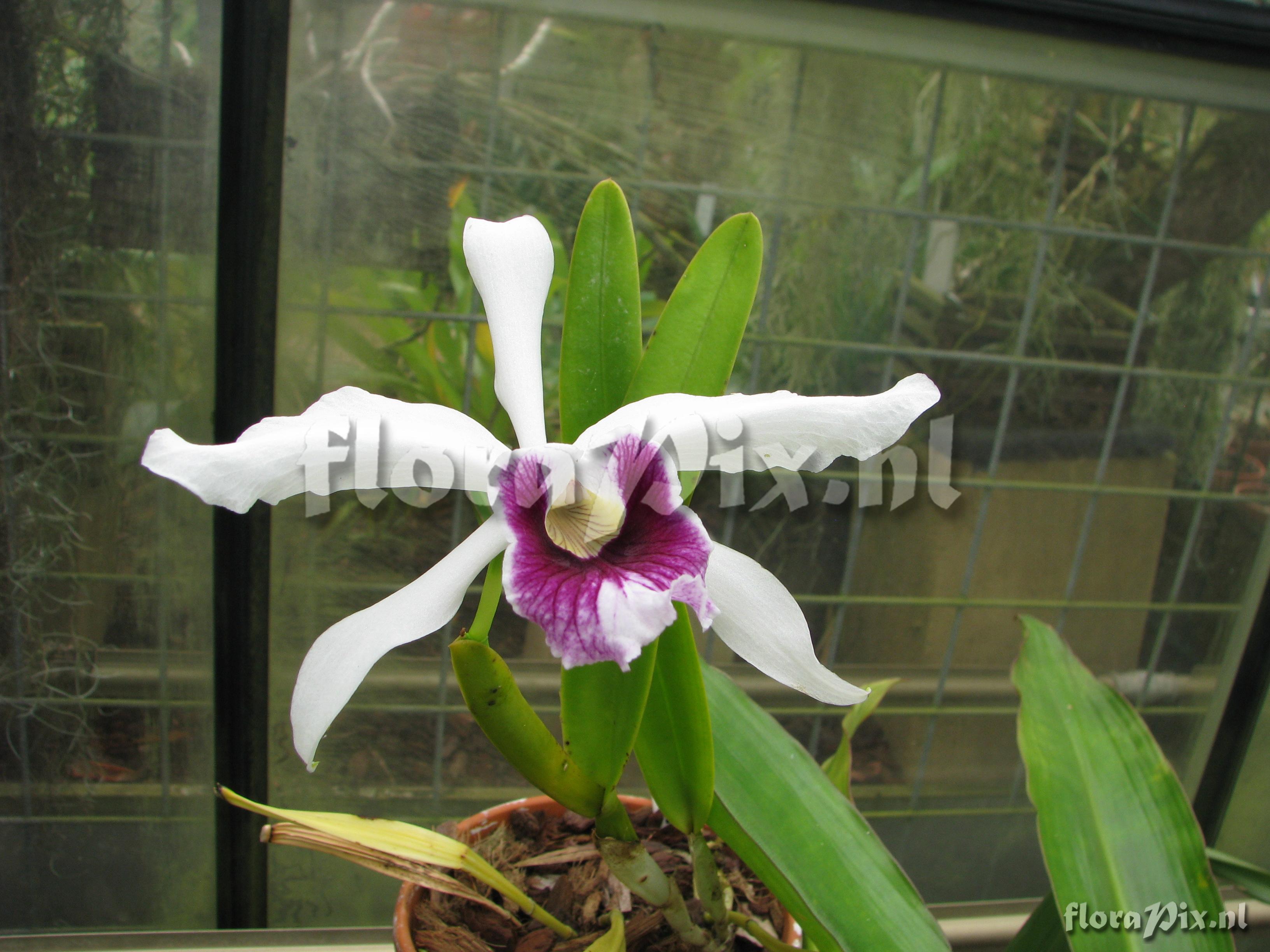 Cattleya iricolor.JPG