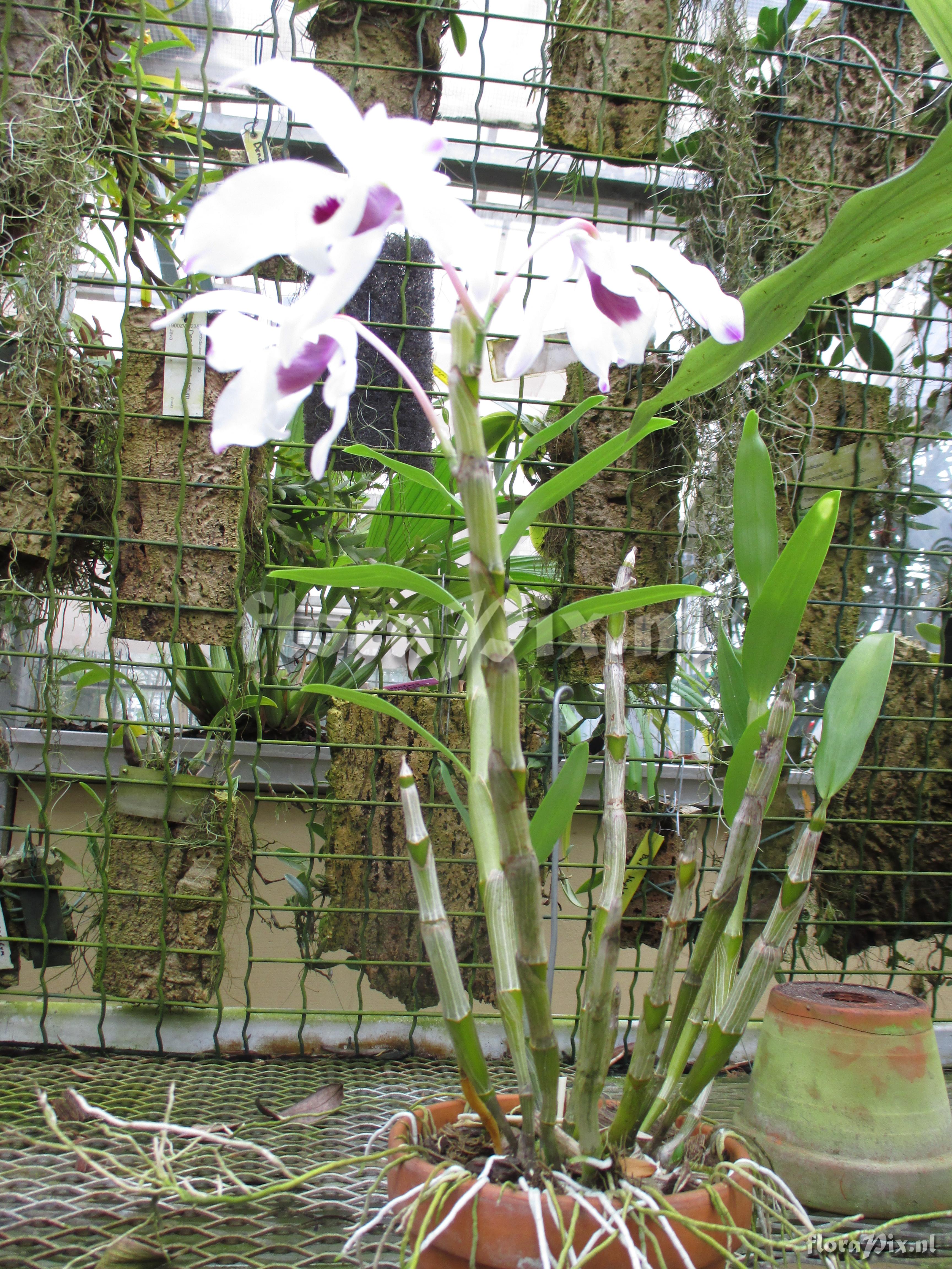 Dendrobium nobile