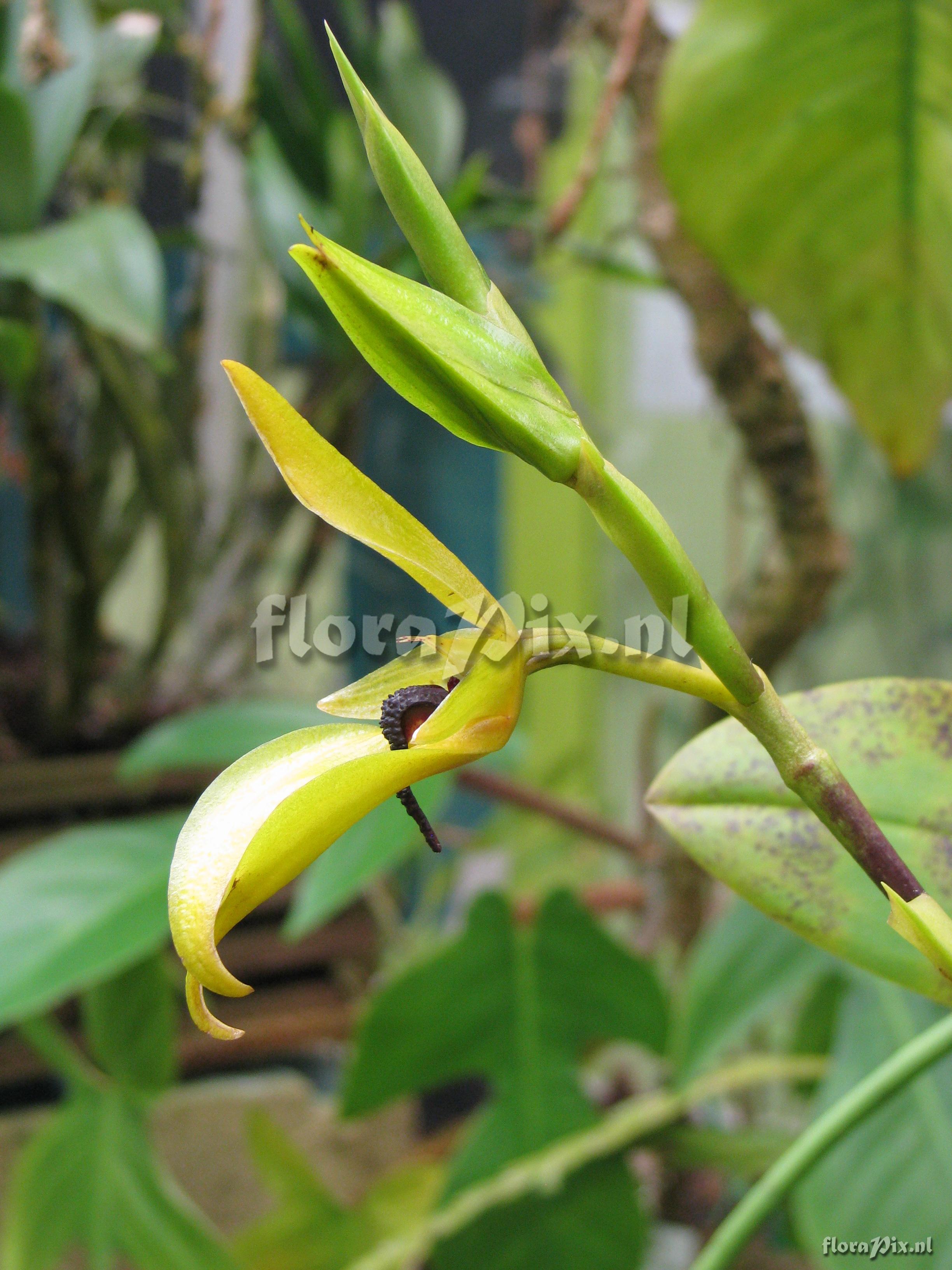 Bulbophyllum carunculatum