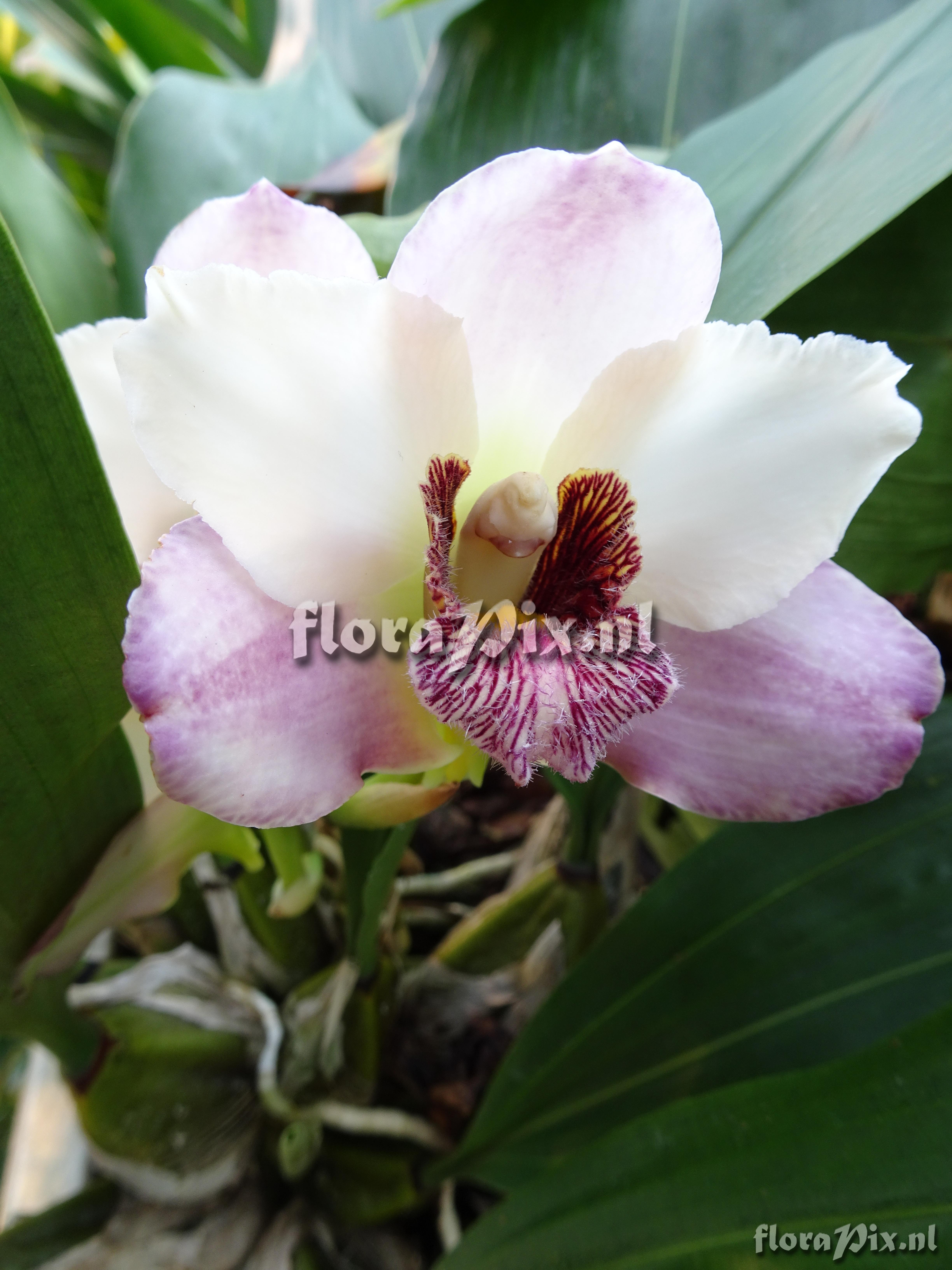 Bifrenaria harrisoniae.JPG