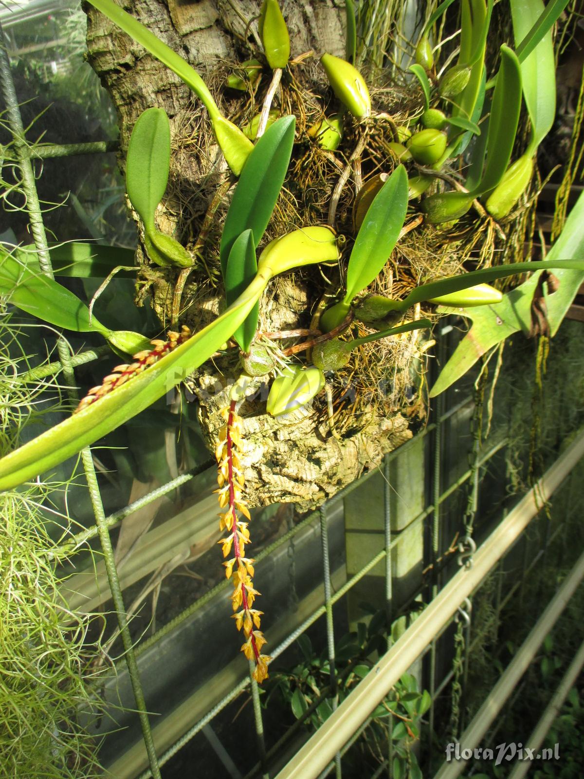 Bulbophyllum rufinum