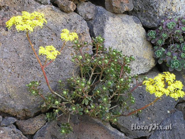 Aeonium spathulatum