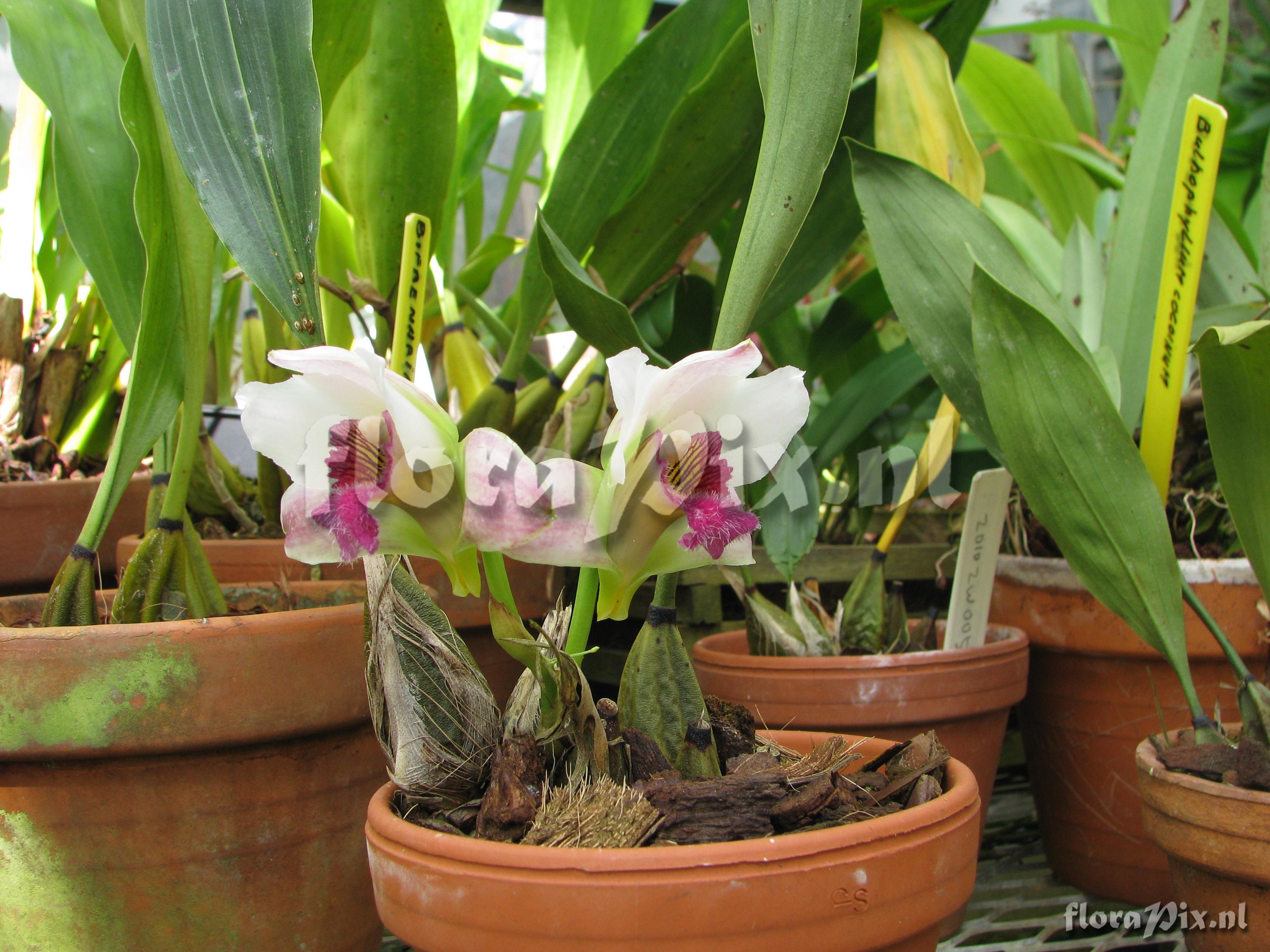 Bifrenaria harrisoniae