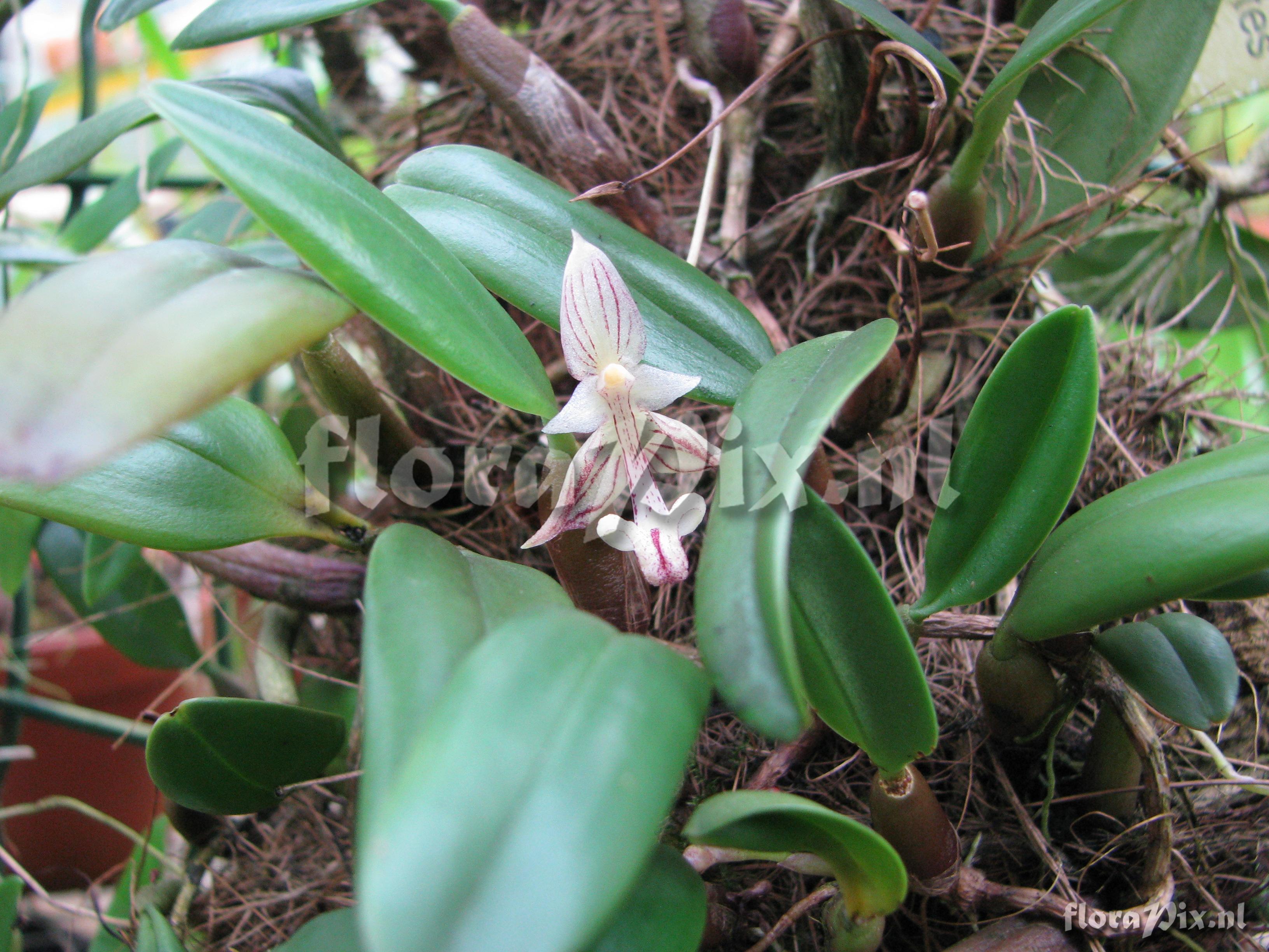 Bulbophyllum blepharistes