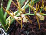 Brassia thyrsoides