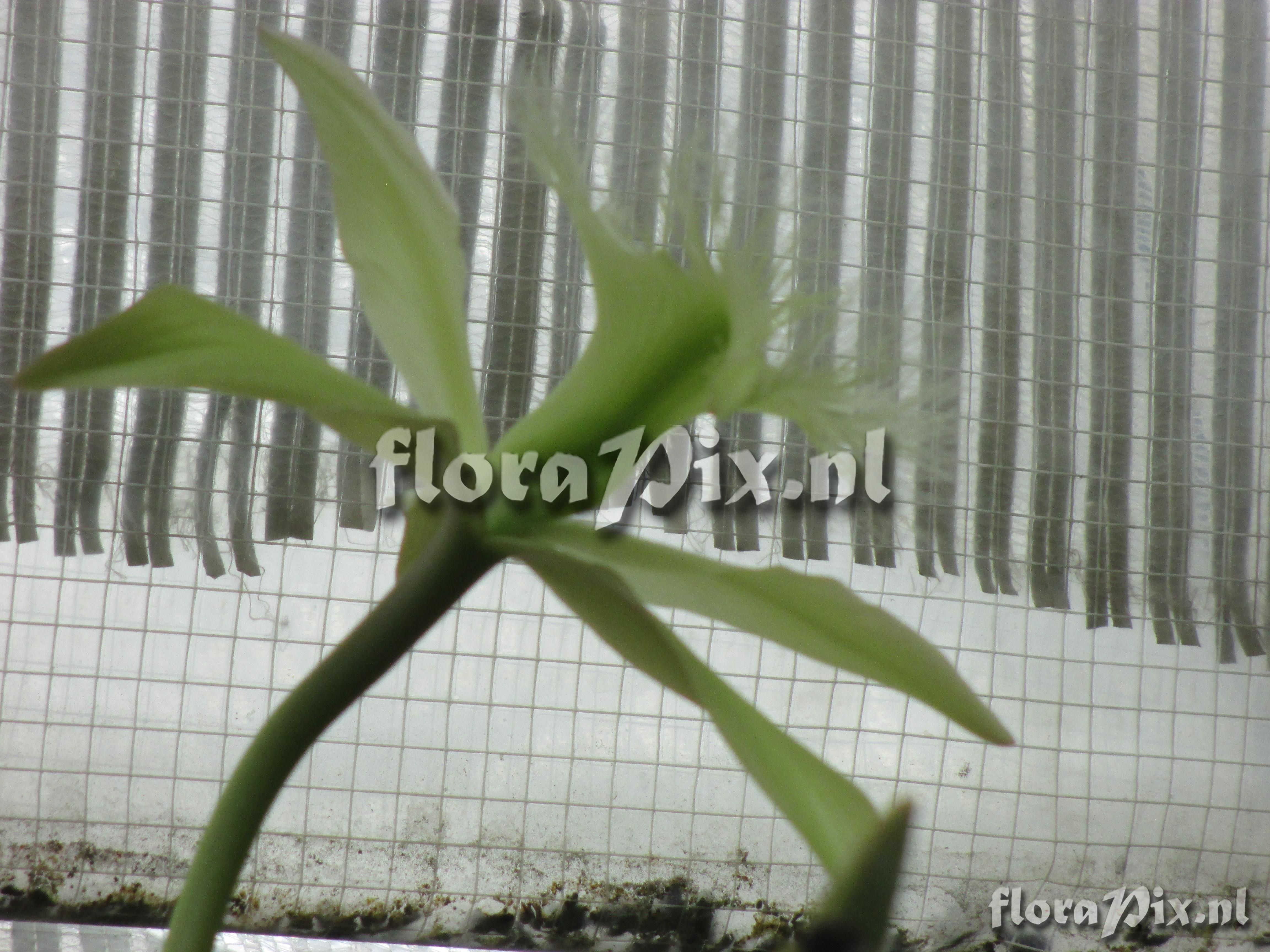 Brassavola perinnii