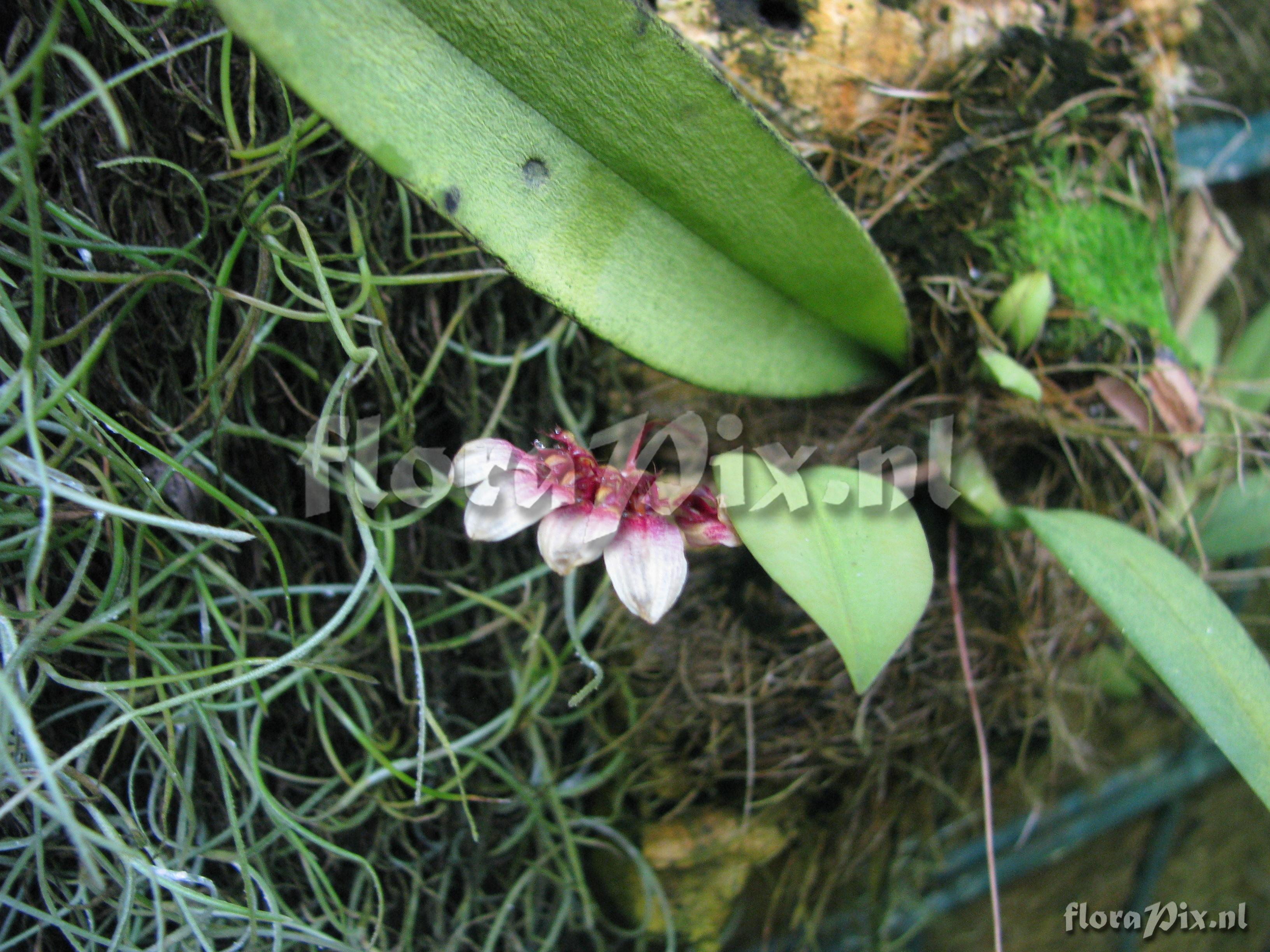 Bulbophyllum lepidum