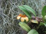 Bulbophyllum Sunshine.JPG