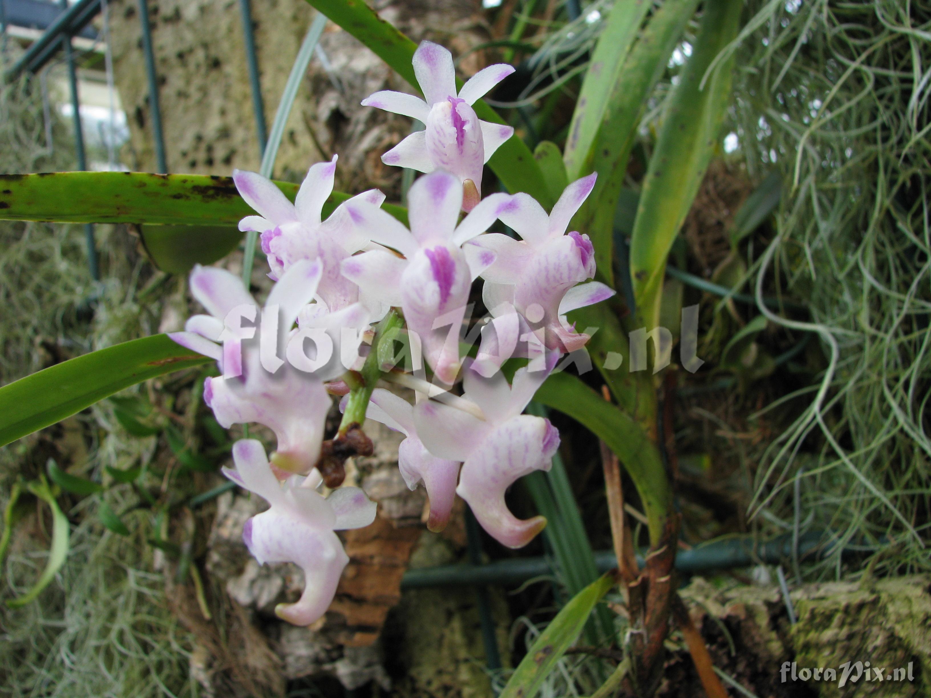 Aerides odoratum