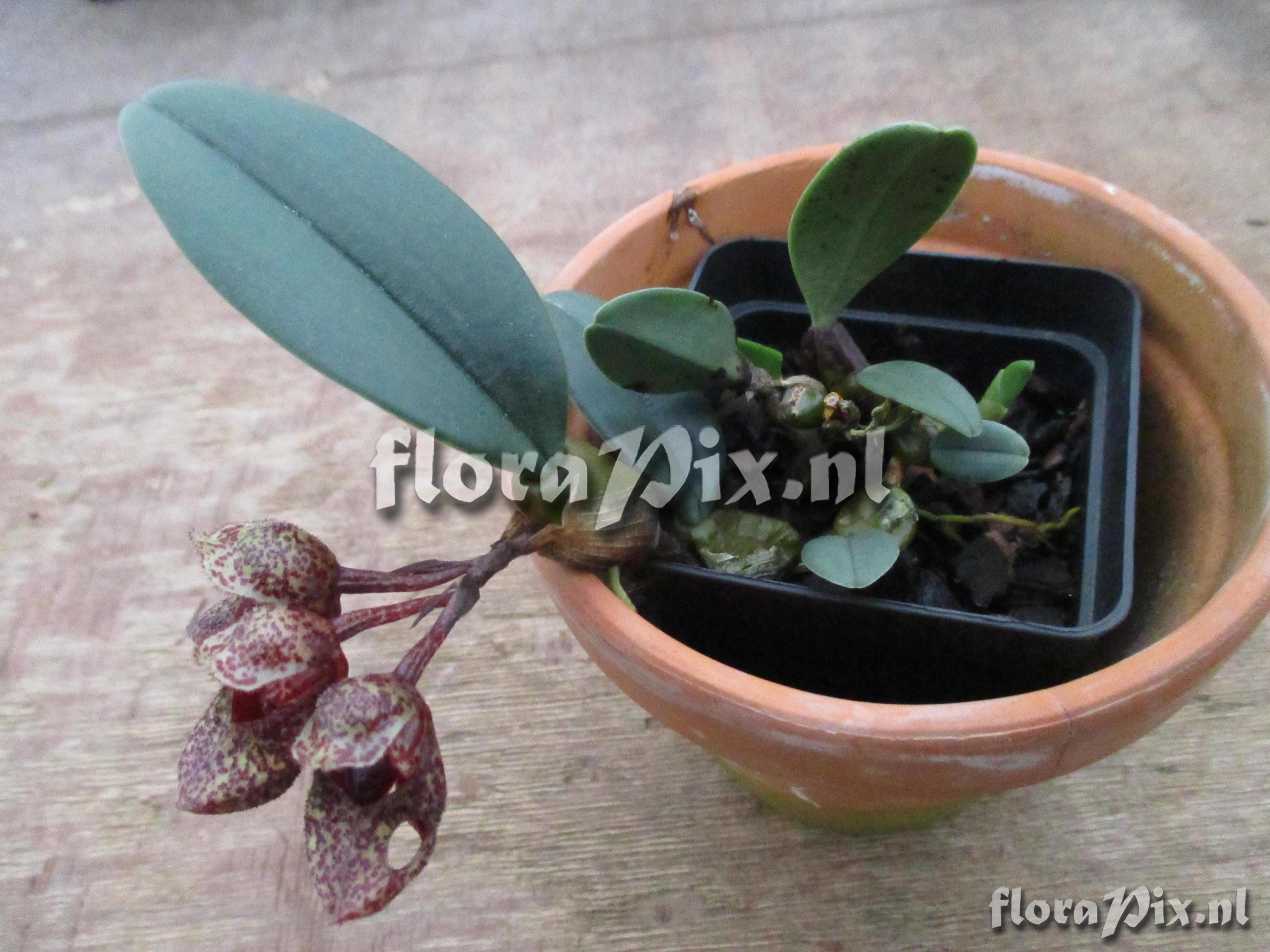 Bulbophyllum frostii