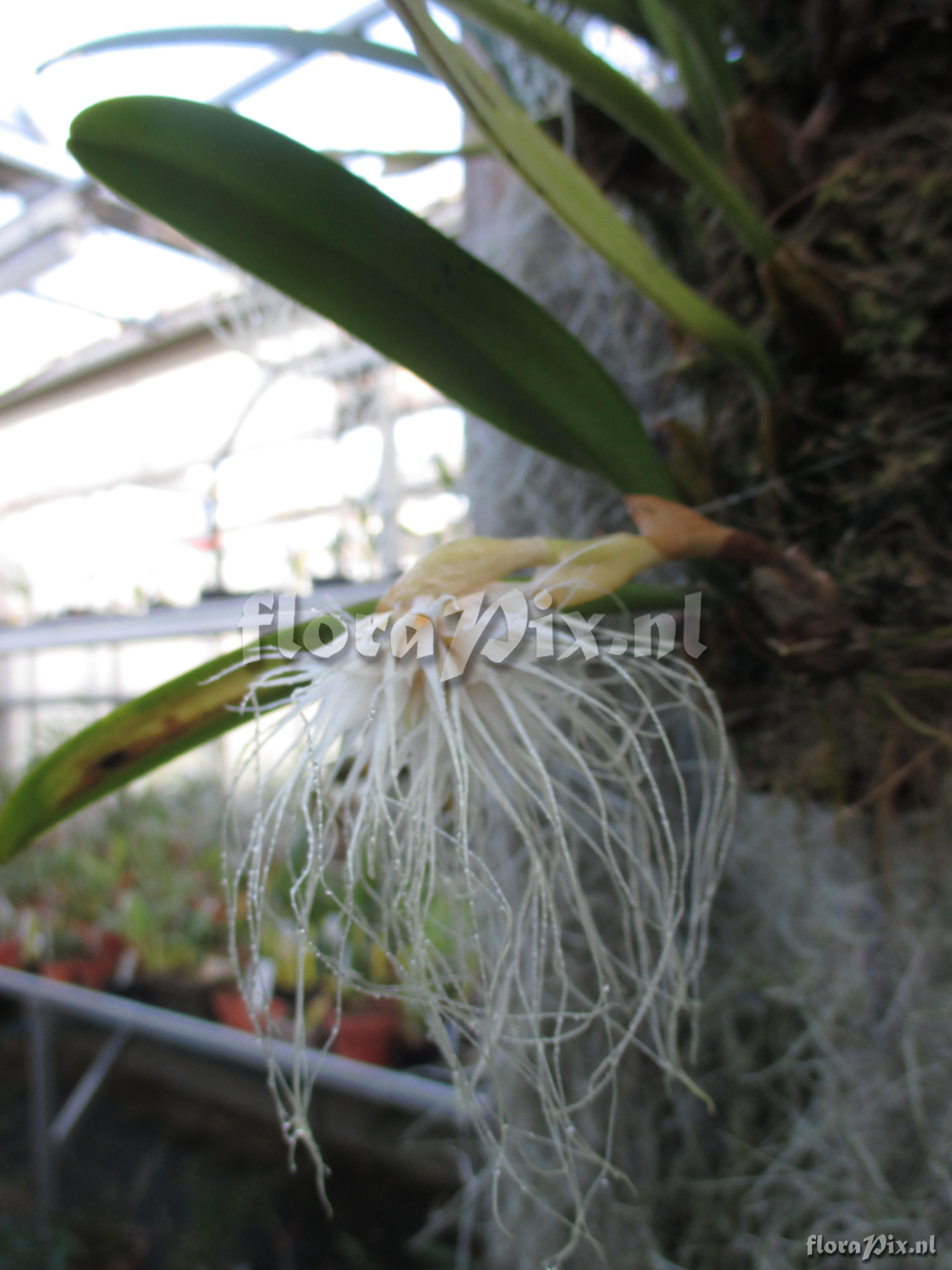 Bulbophyllum medusae