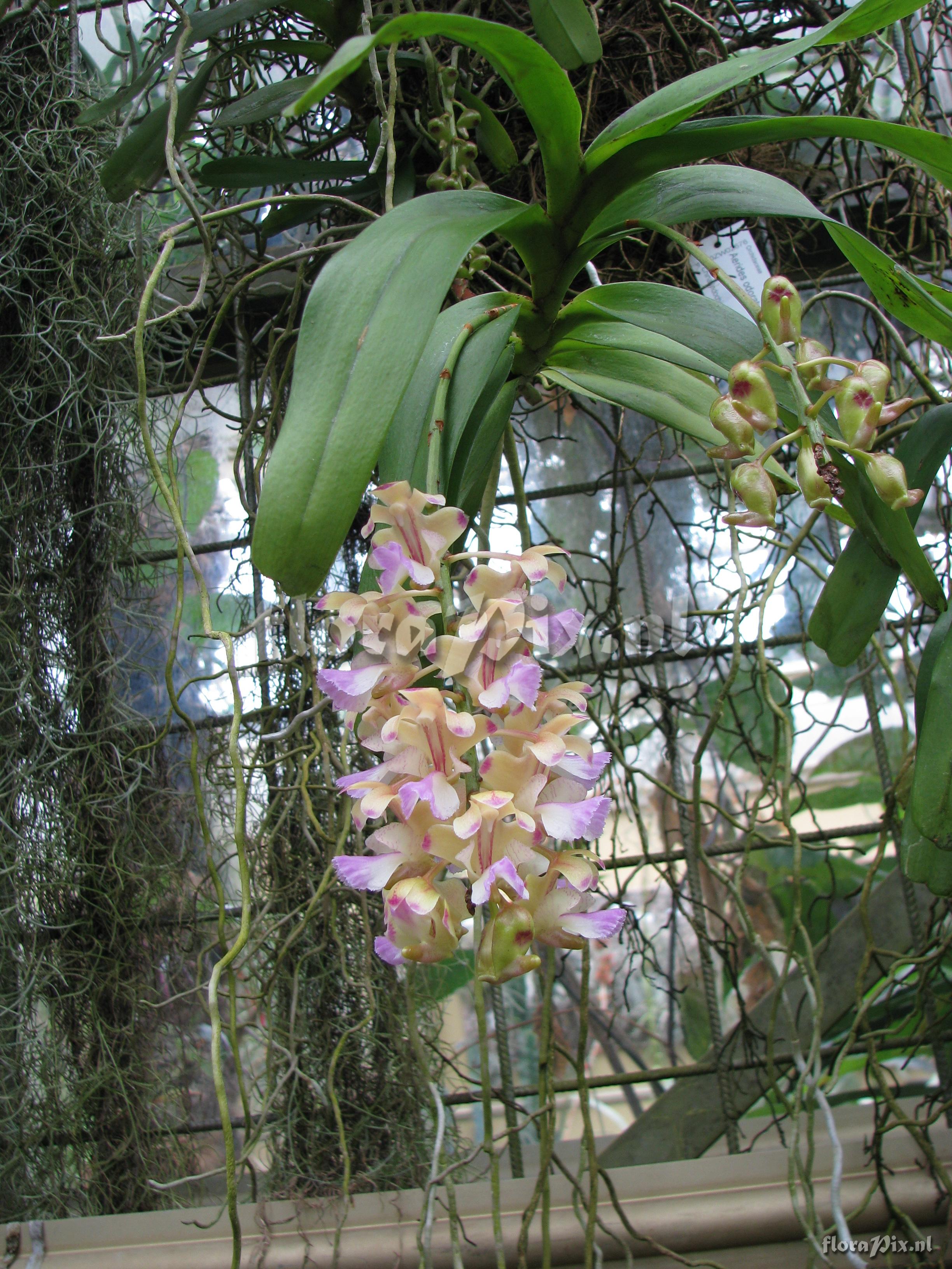 Aerides odoratum