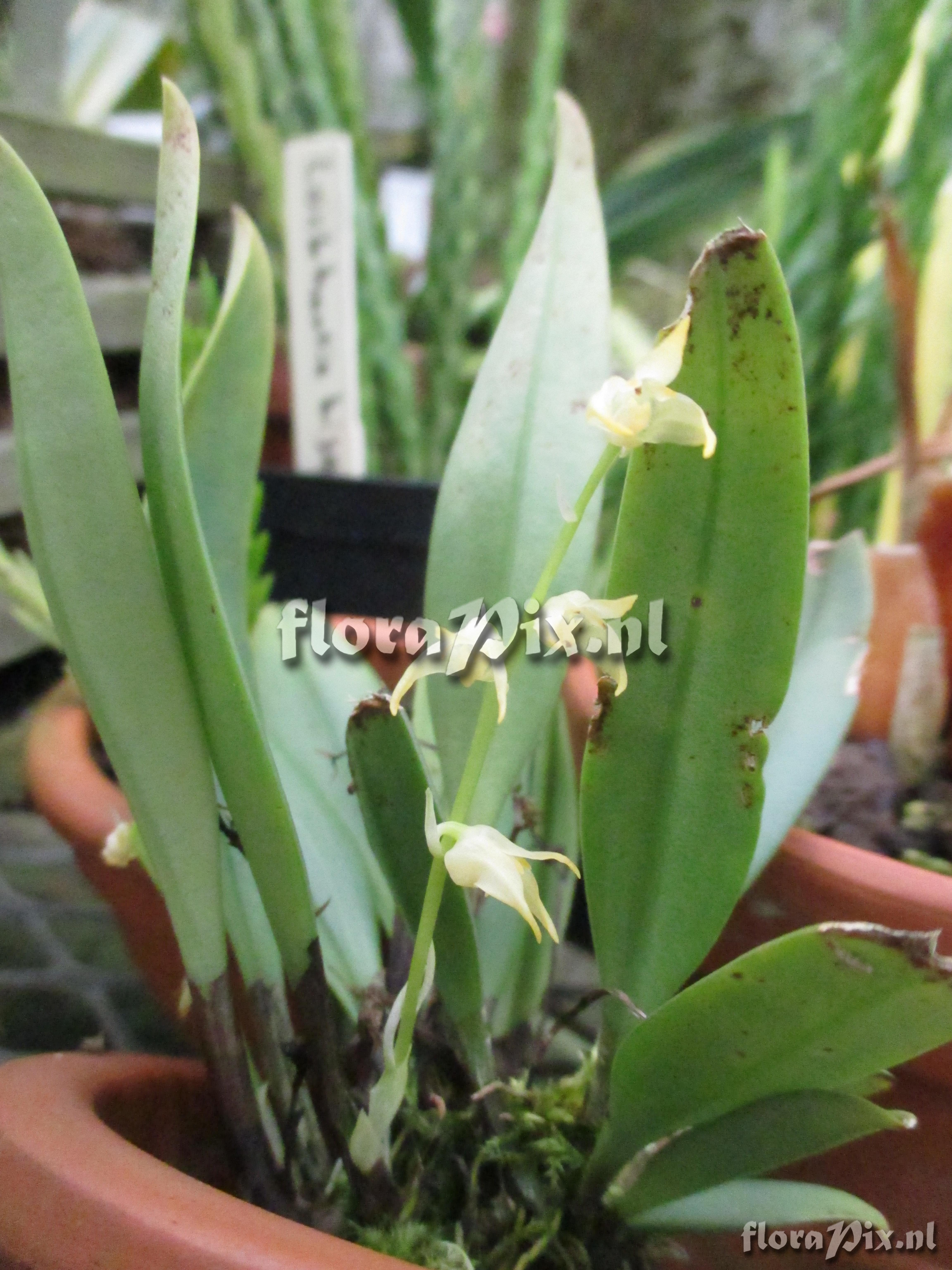 Bulbophyllum semperflorens