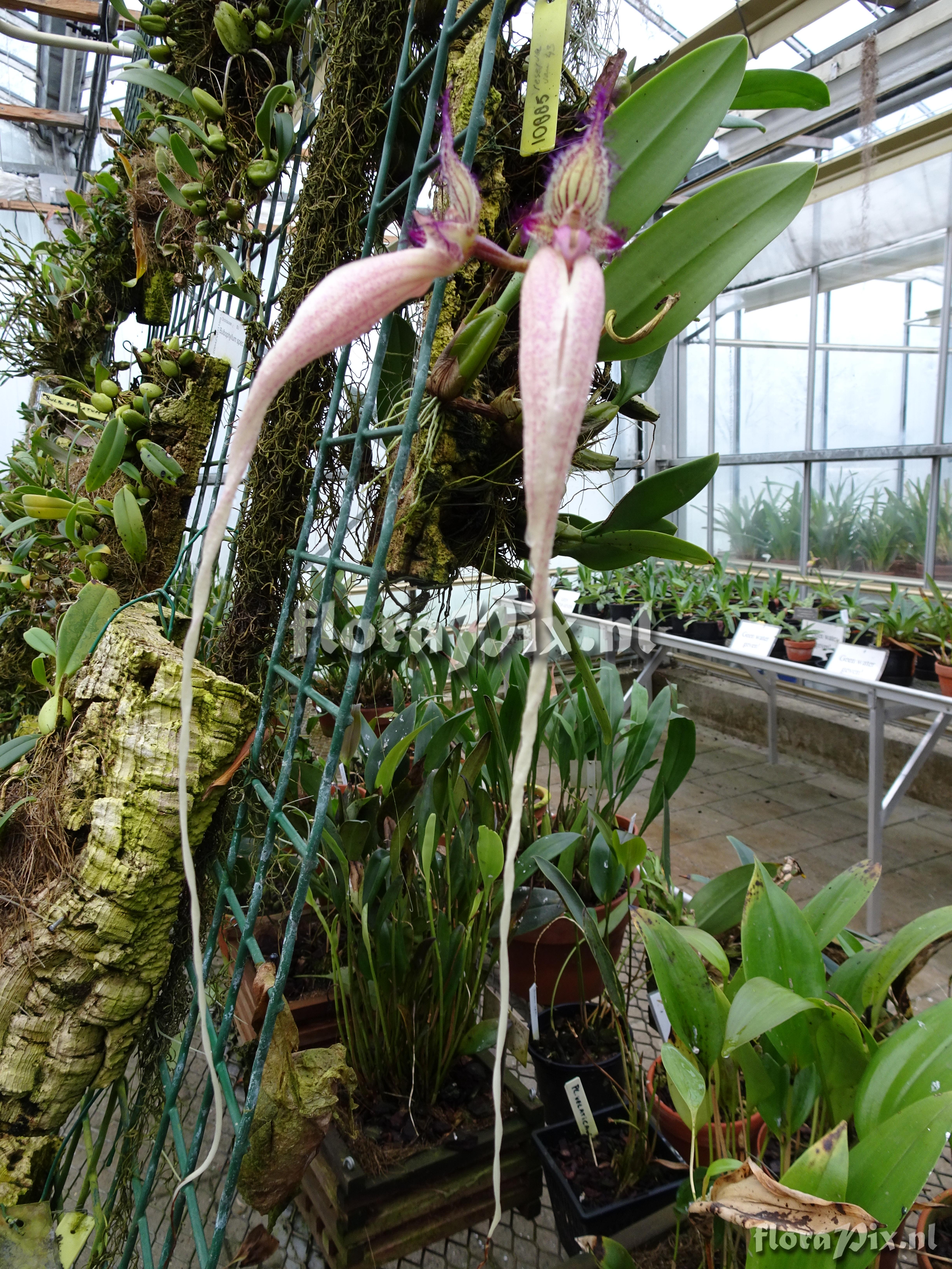Bulbophyllum Fascination 108865