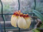 Bulbophyllum sunshine