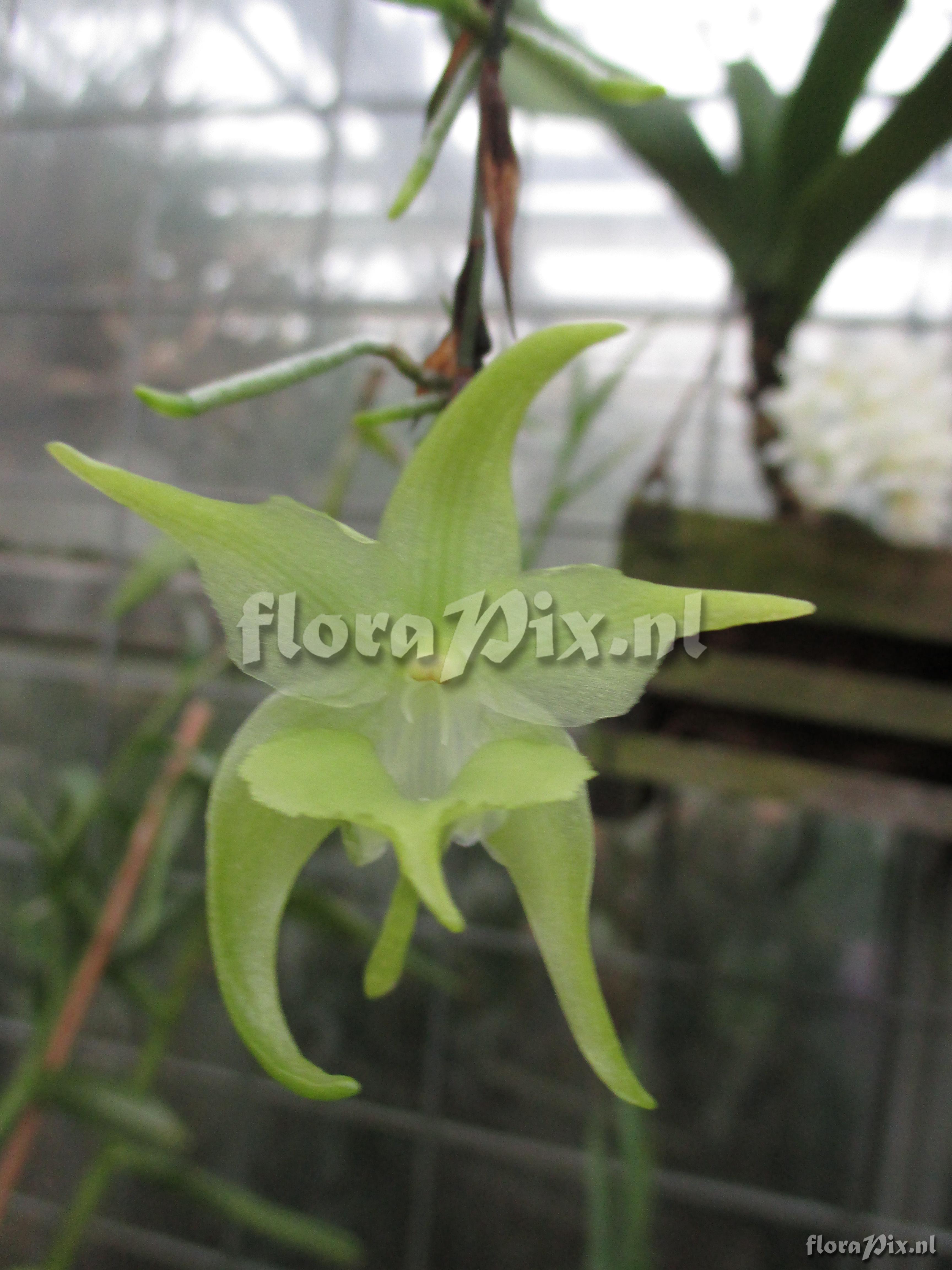 Aeranthes grandiflora