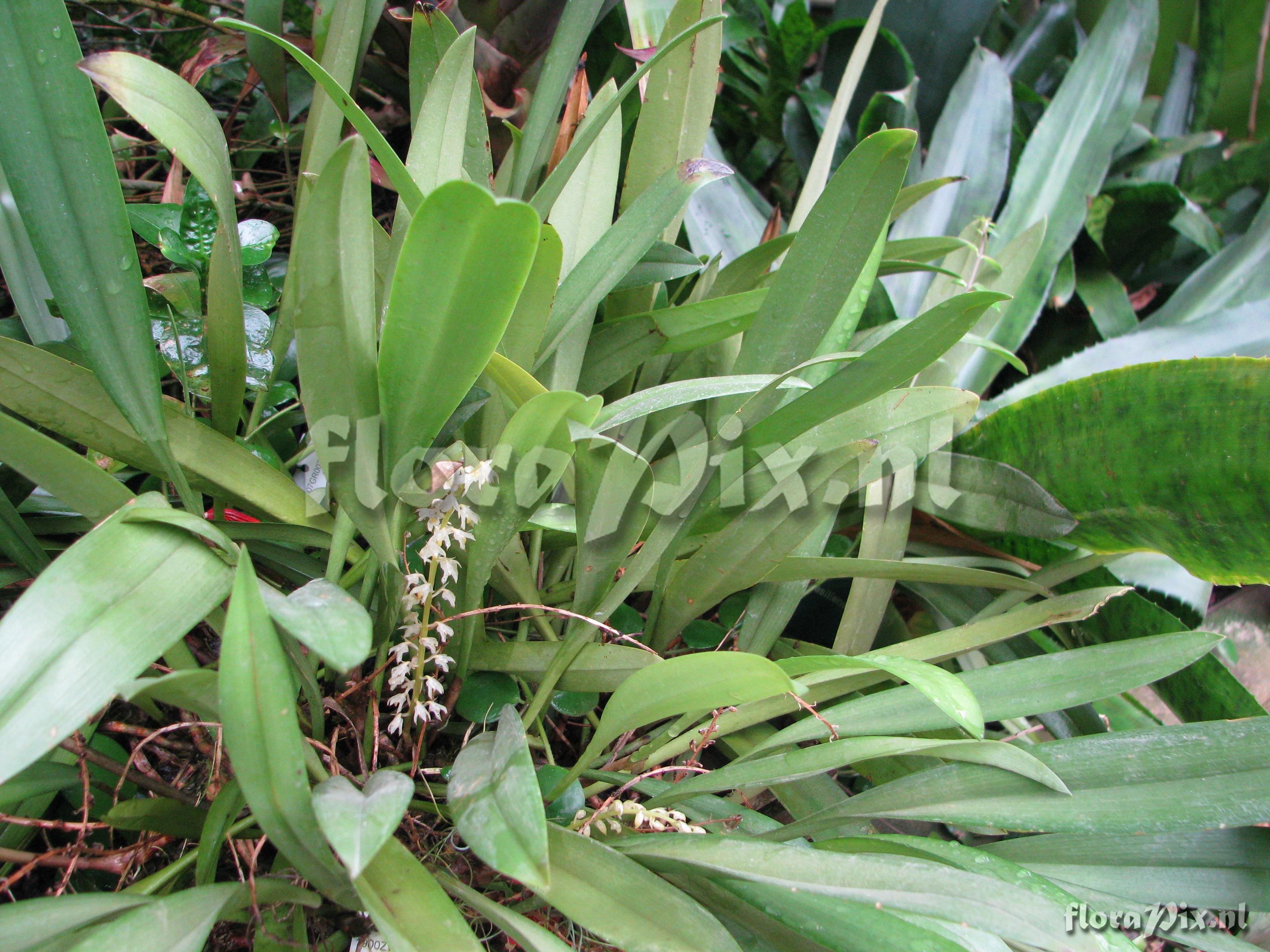 Bulbophyllum gibbosum