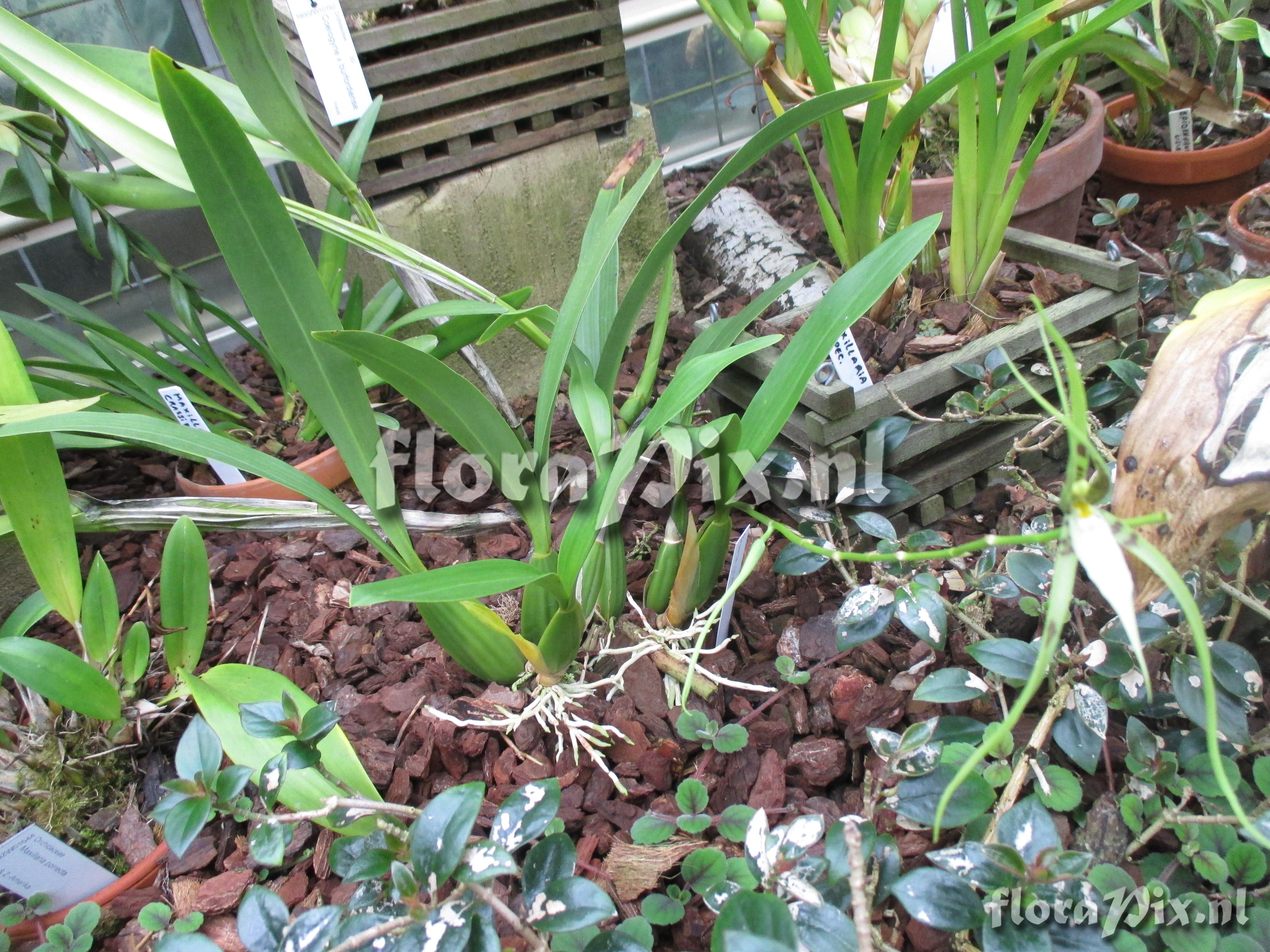 Brassia jipijapensis