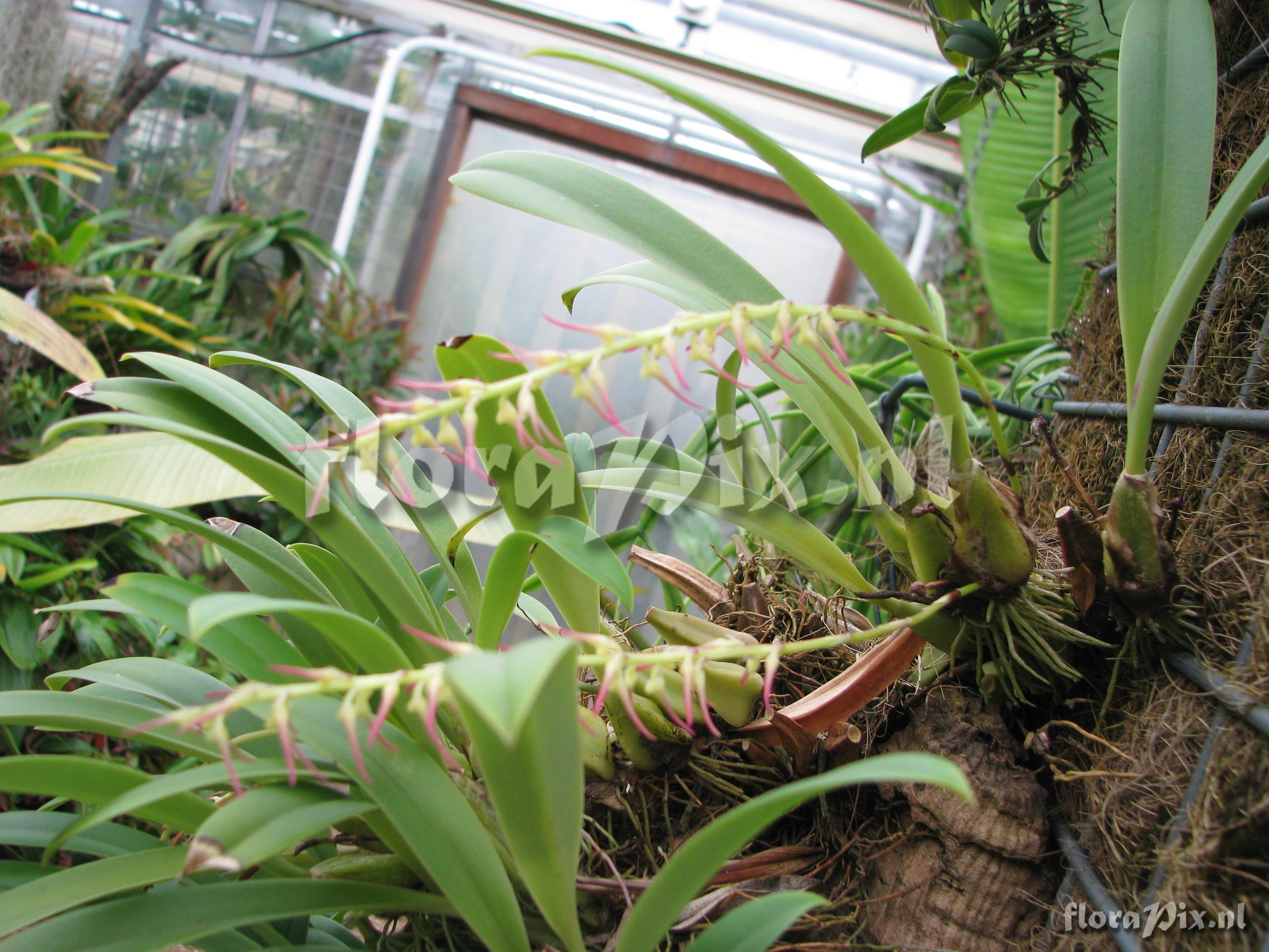 Bulbophyllum cocoinum