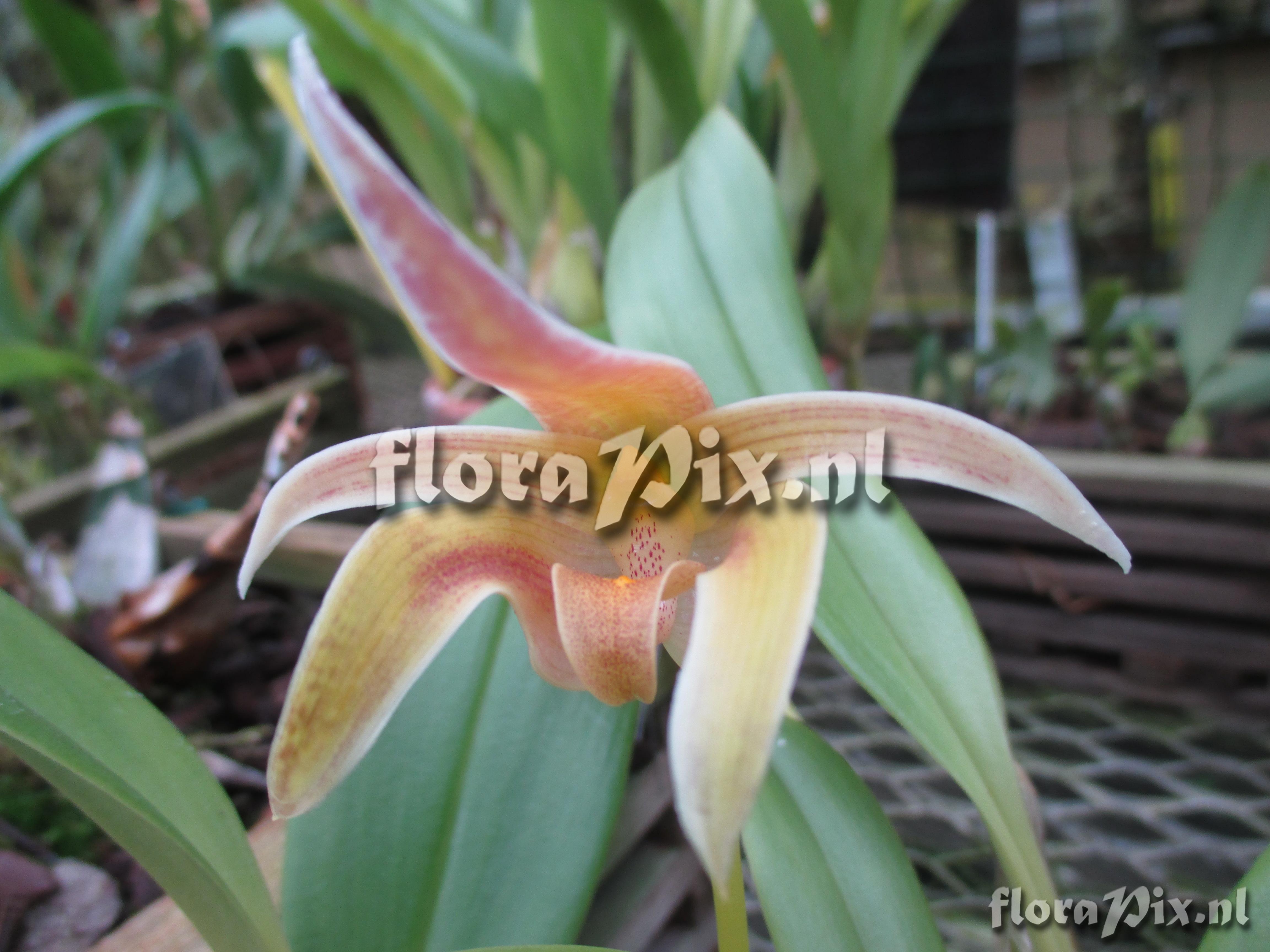 Bulbophyllum lobbii