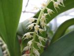 Bulbophyllum apodum