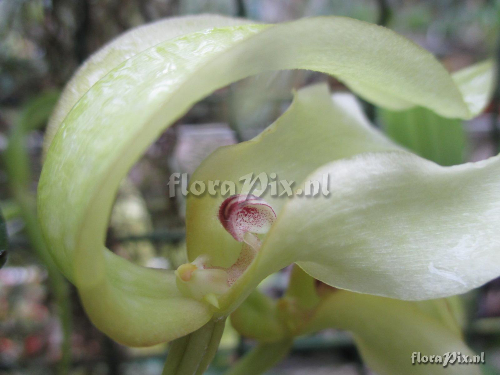 Bulbophyllum retusiusculum