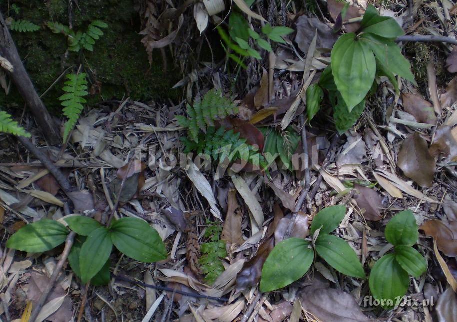 Liparis reflexa (L. bituberculata)