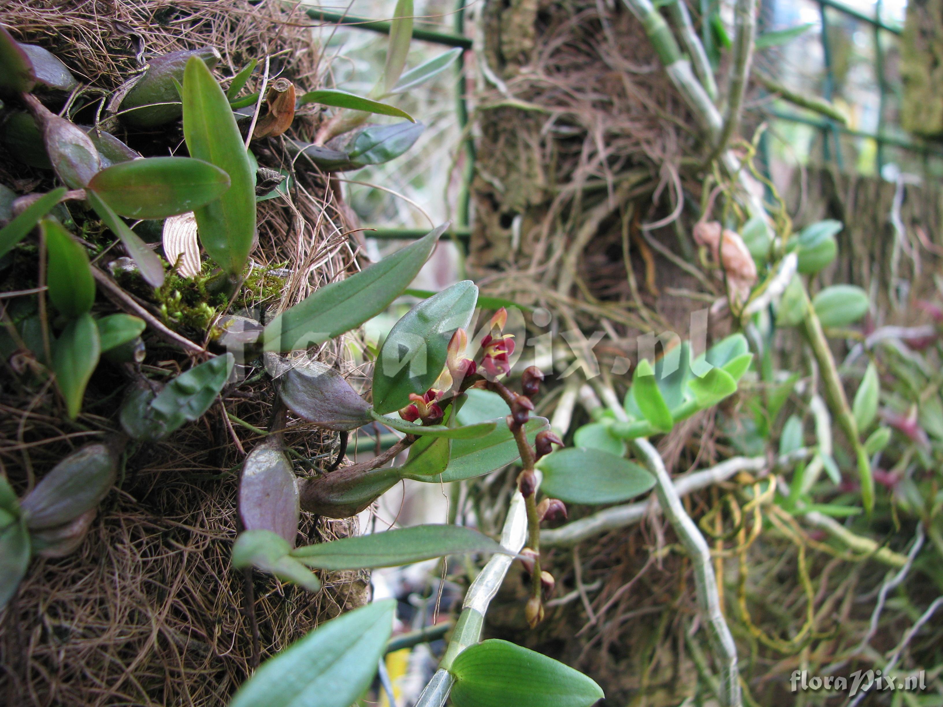 Bulbophyllum simonii