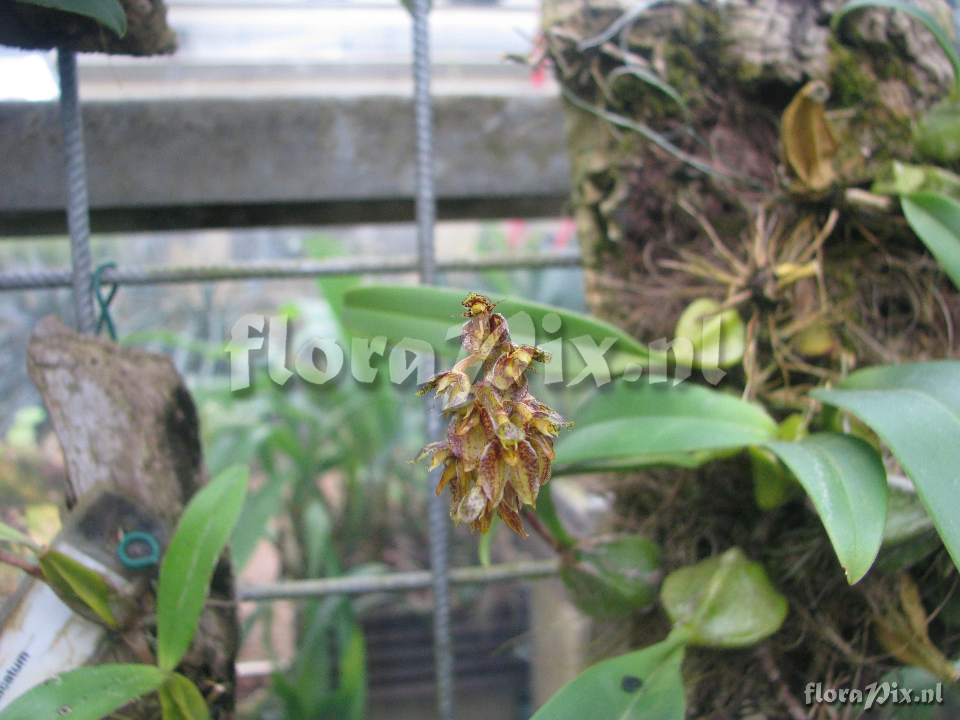 Bulbophyllum morphologorum