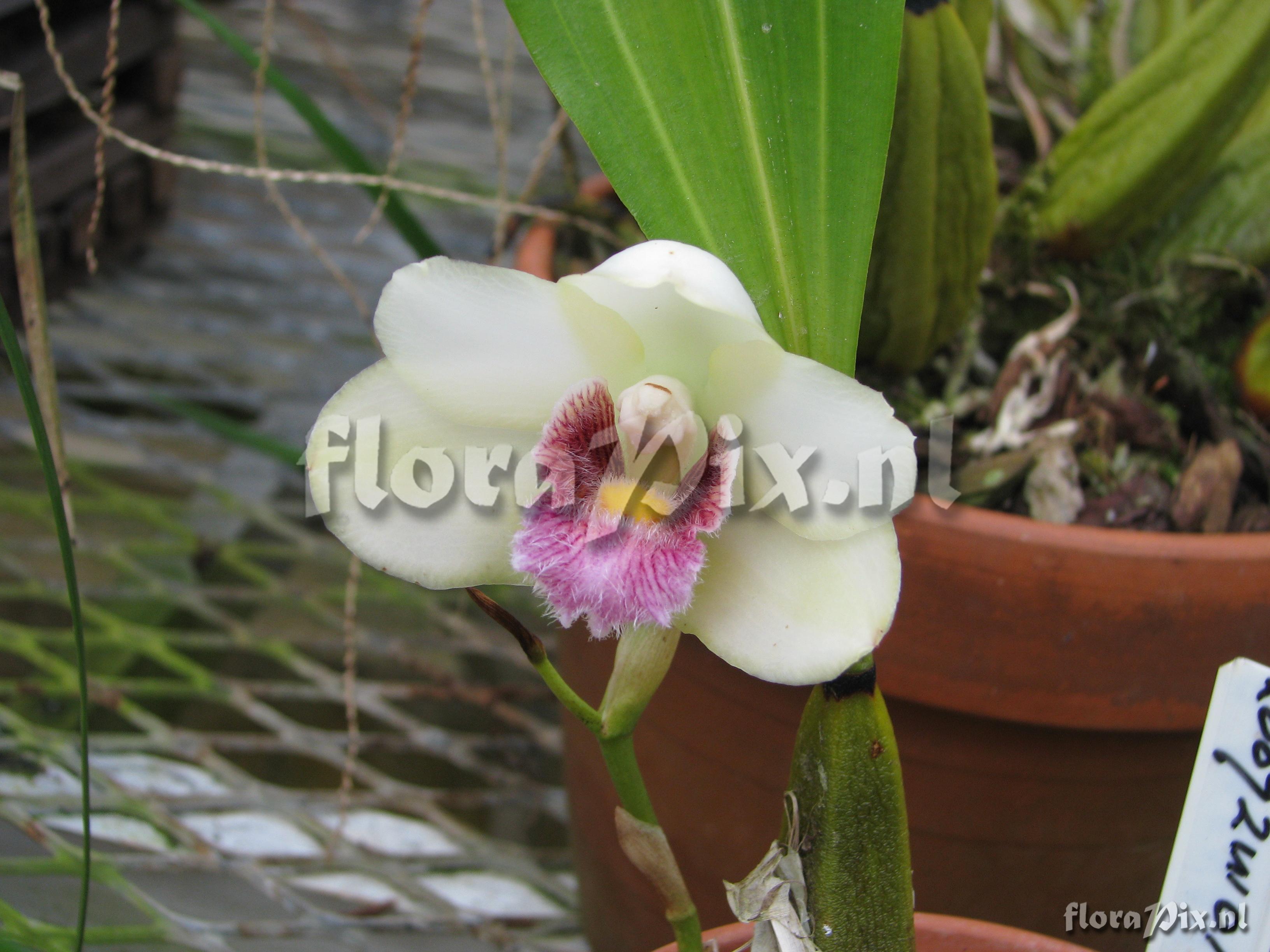 Bifrenaria harrisoniae