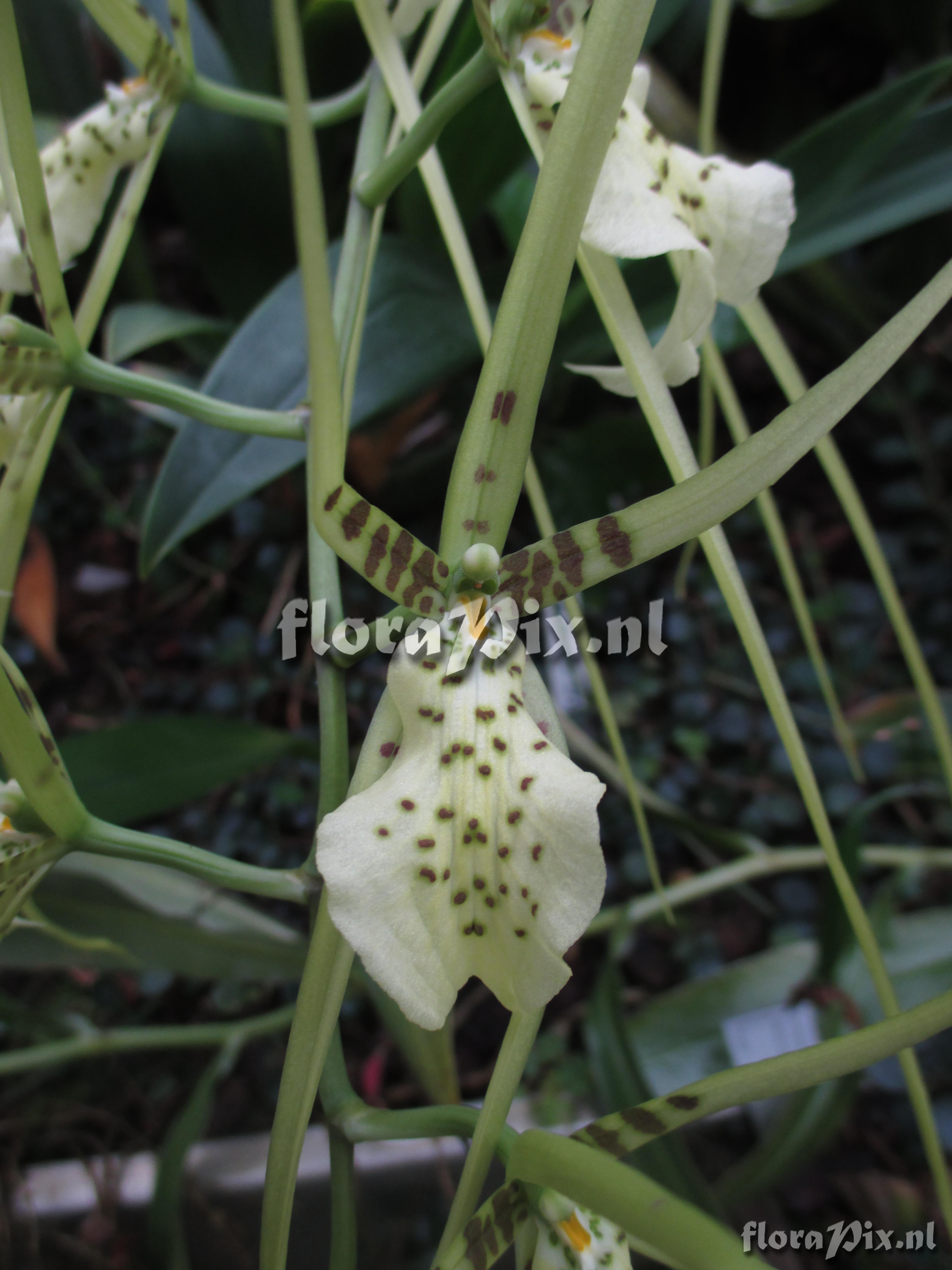 Brassia gireoudiana