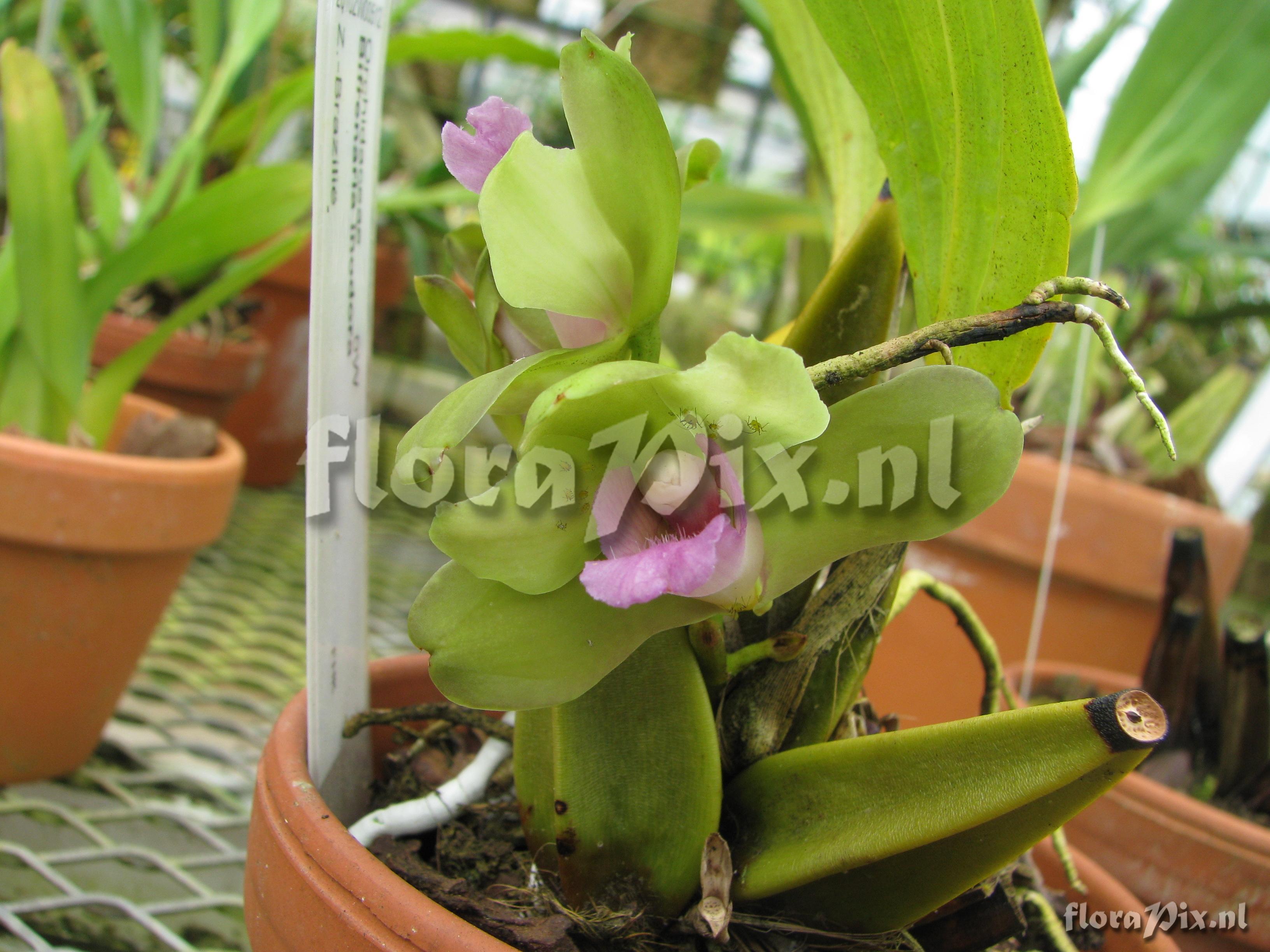 Bifrenaria inodora