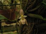 Bulbophyllum blepharistes