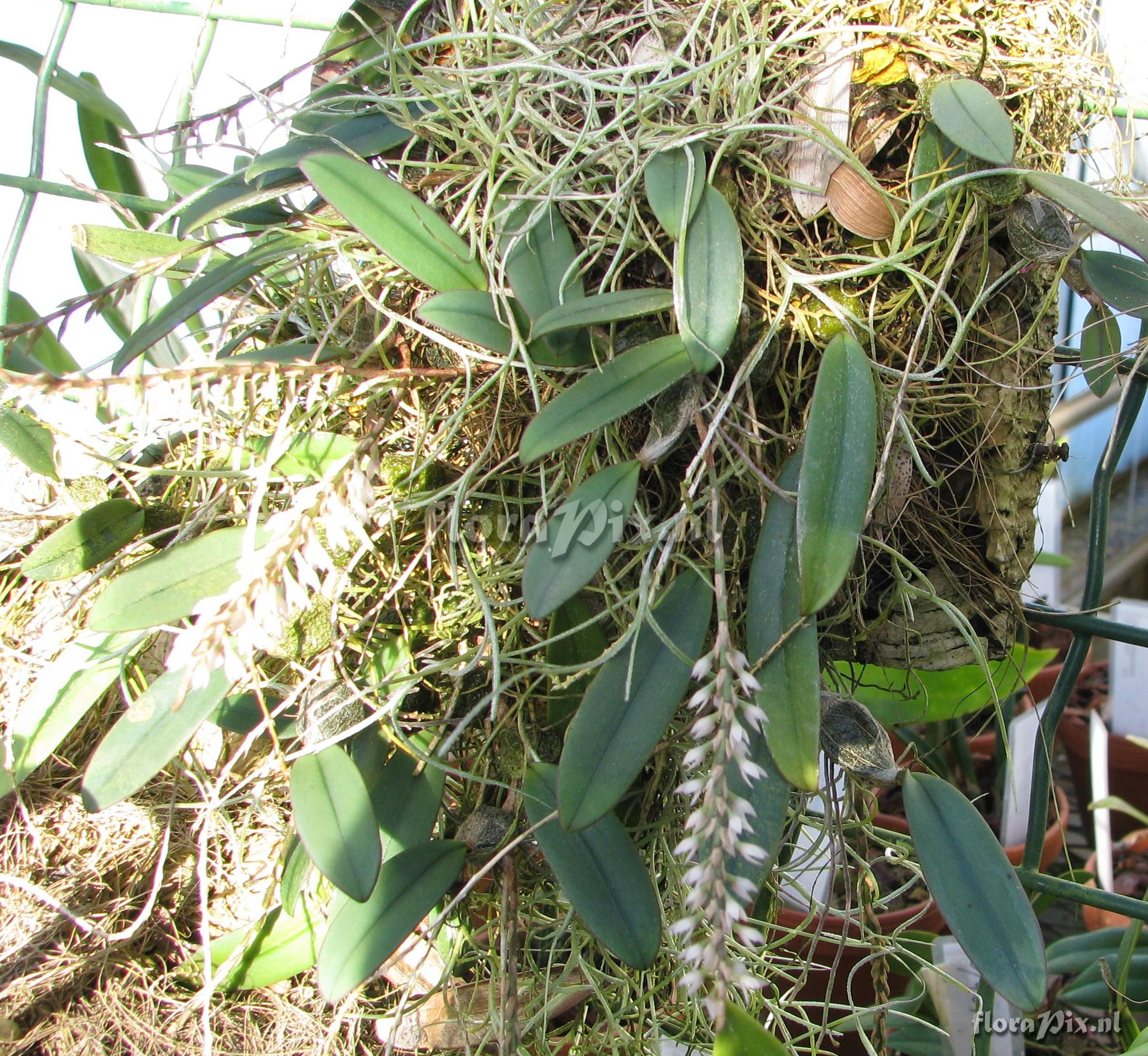 Bulbophyllum buntingii